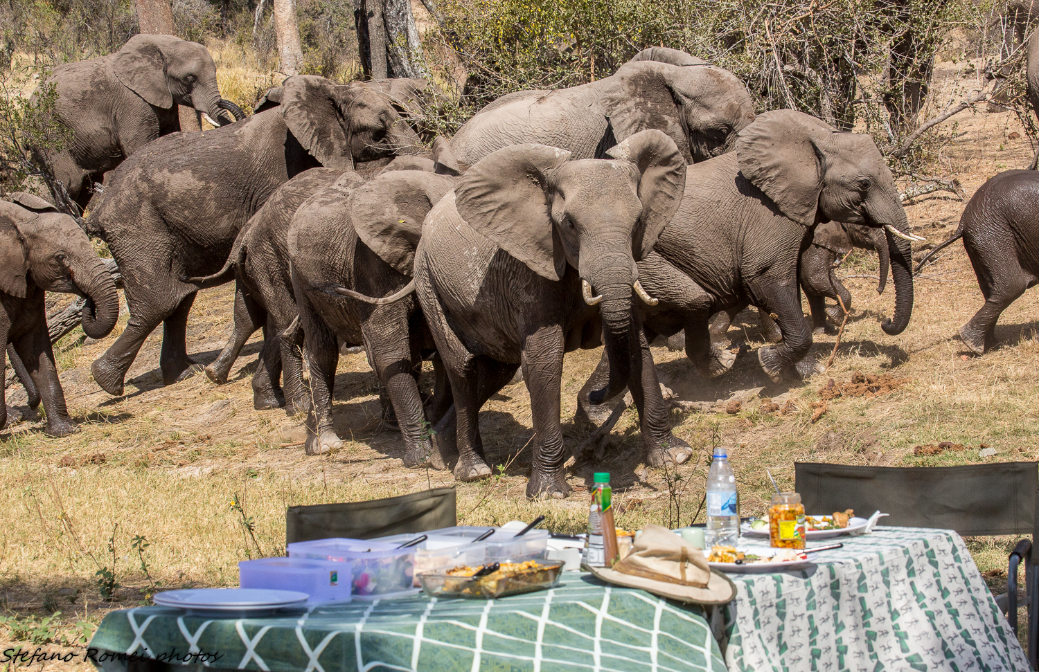 no elephants no party;-)