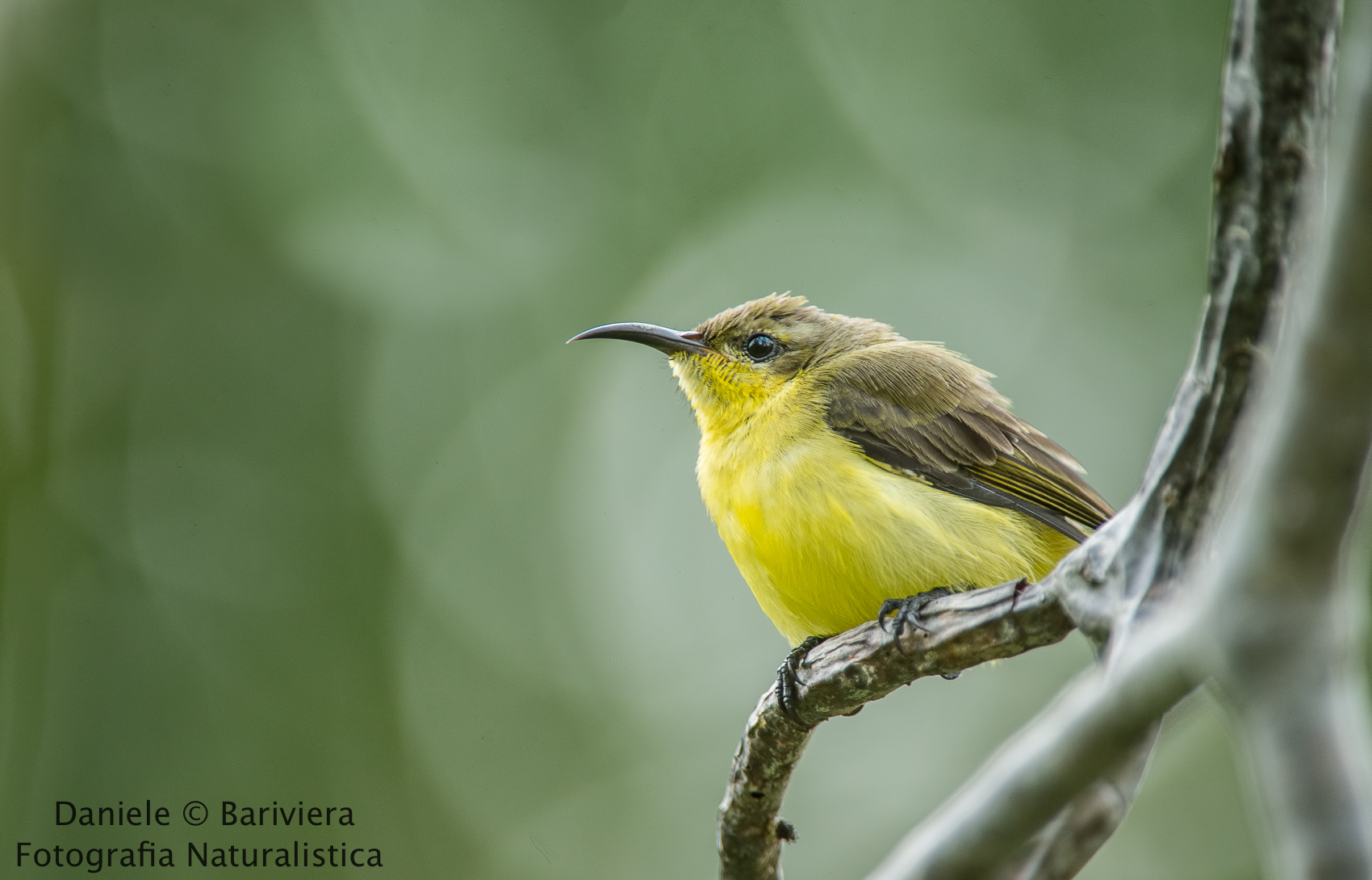 Nettarinia ventregiallo femmina (Cinnyris jugularis)