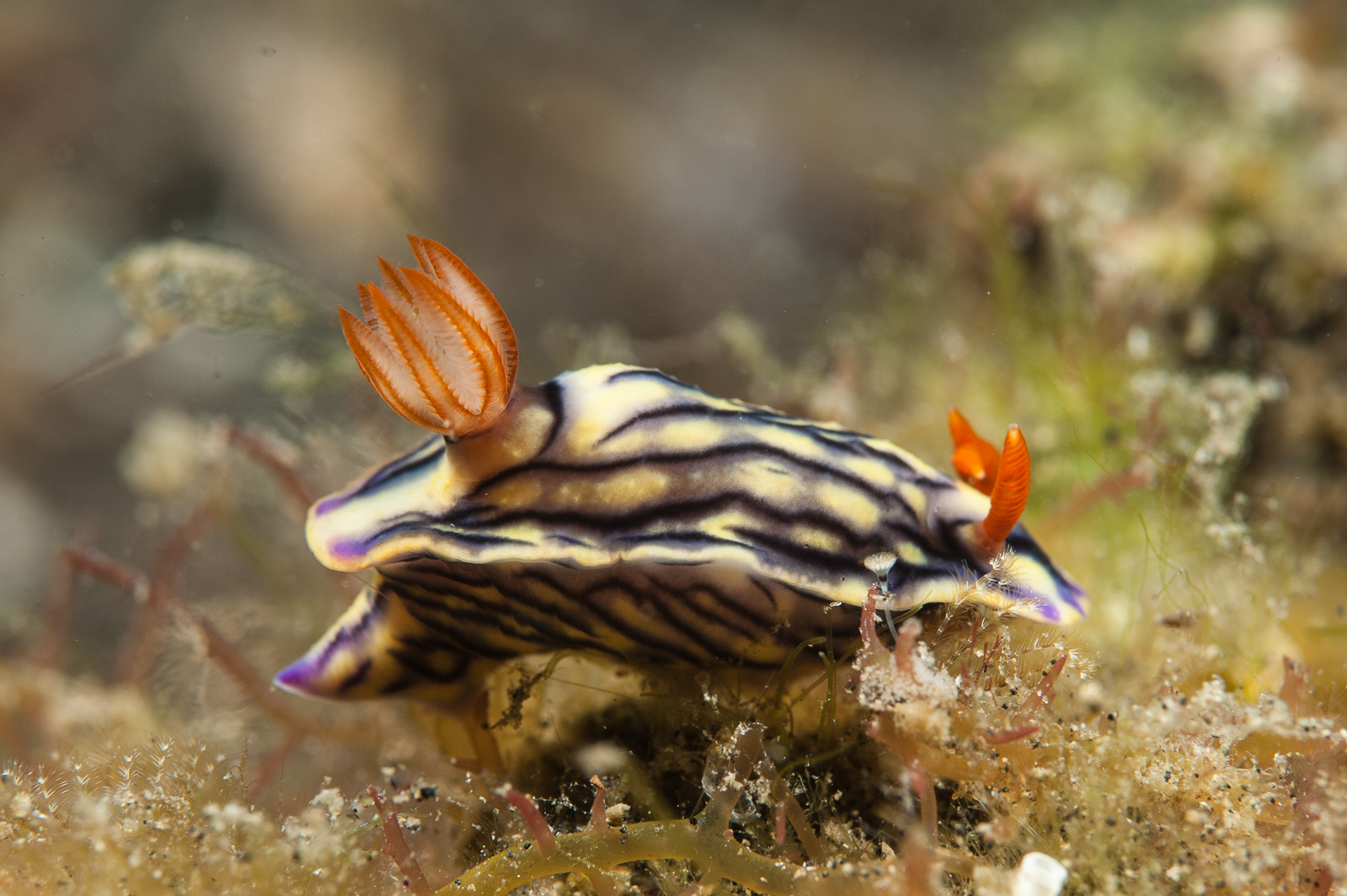 hypselodoris nigrostriata