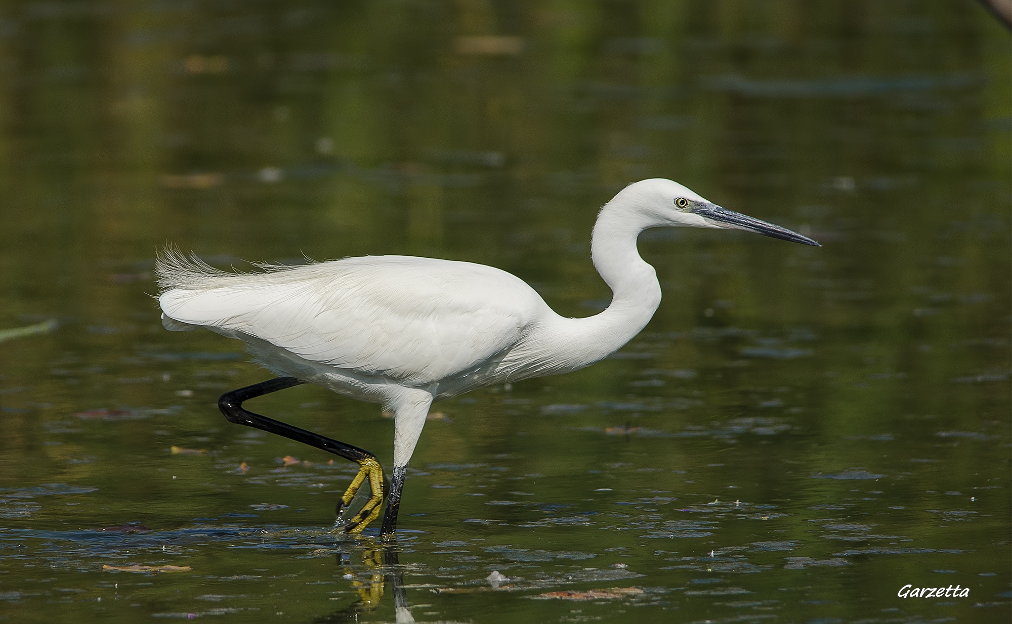 Garzetta