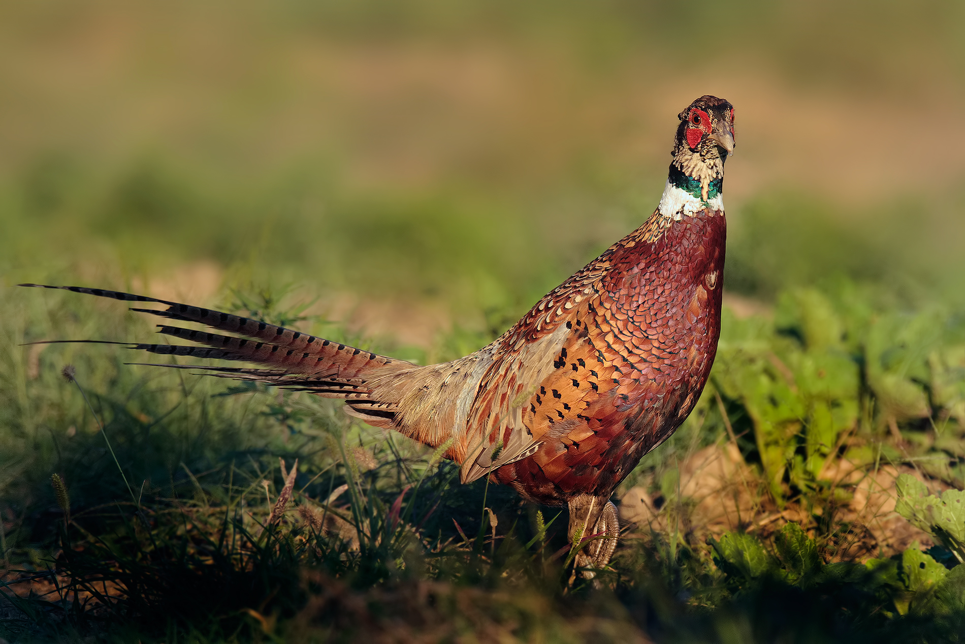 Pheasants at Sunset ....
