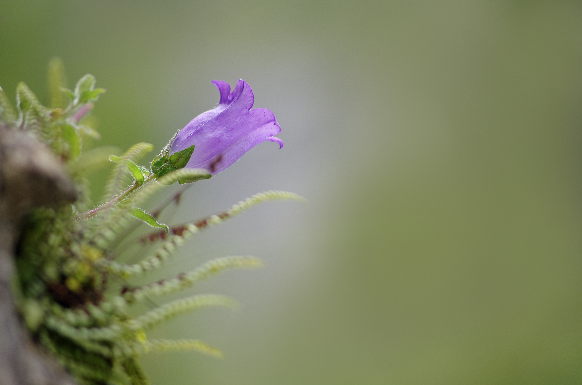 Campanula medium L., 1753 - Campanulaceae