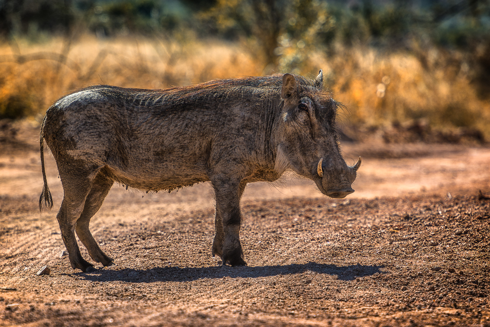 Warthog female