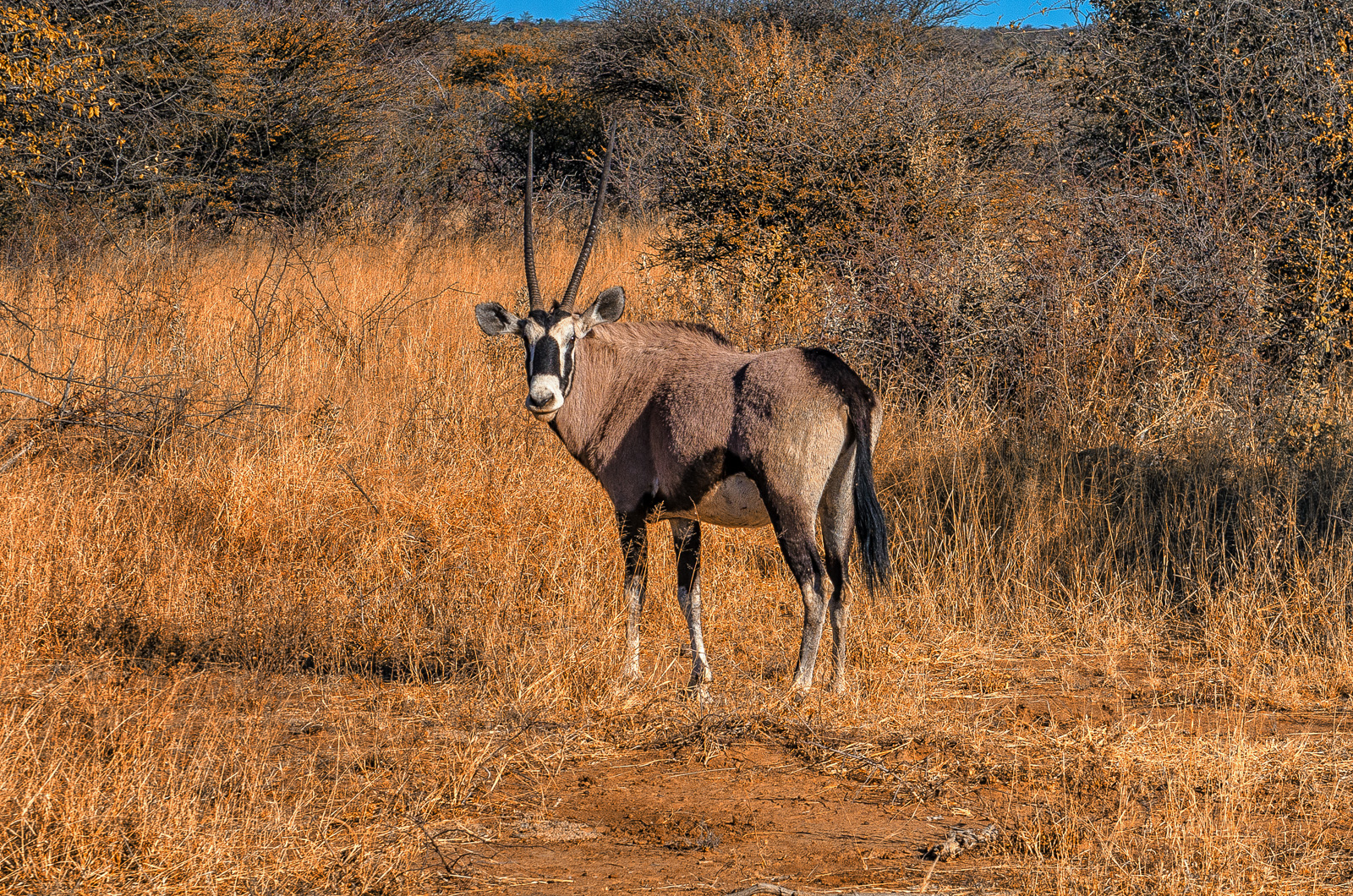 Oryx (National symbol)