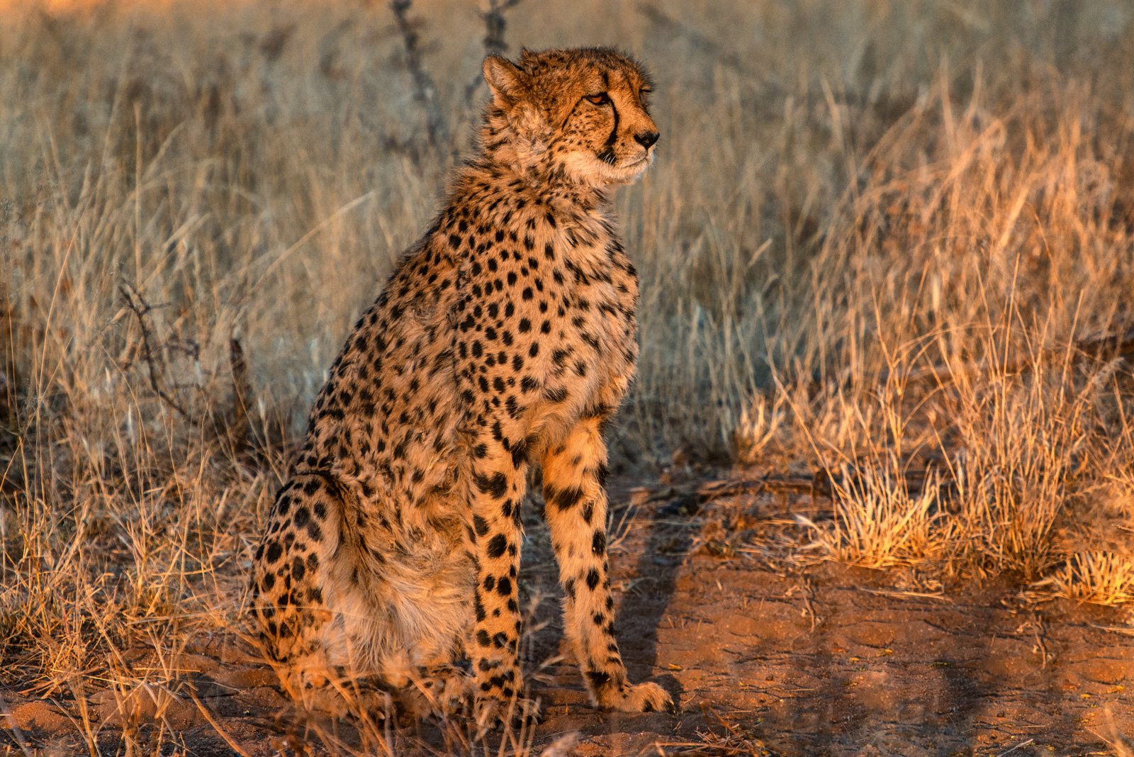 Cheetah in sunset