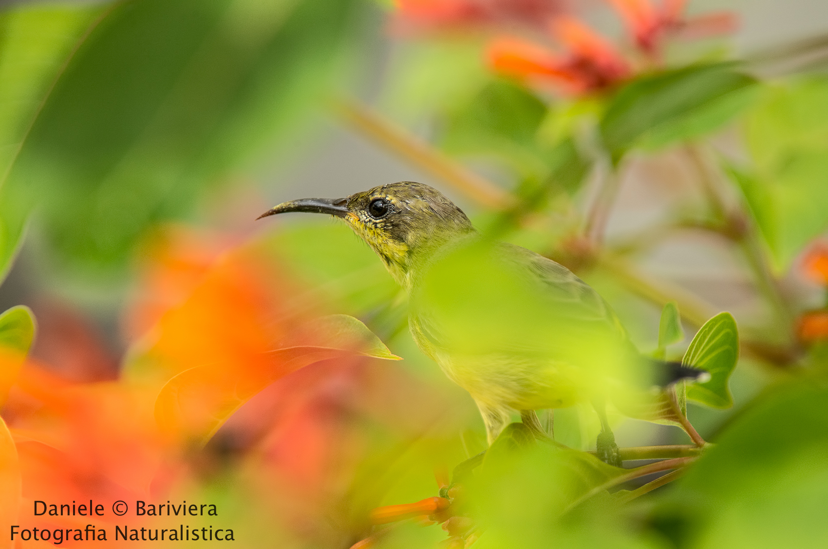 Nettarinia ventregiallo femmina (Cinnyris jugularis)