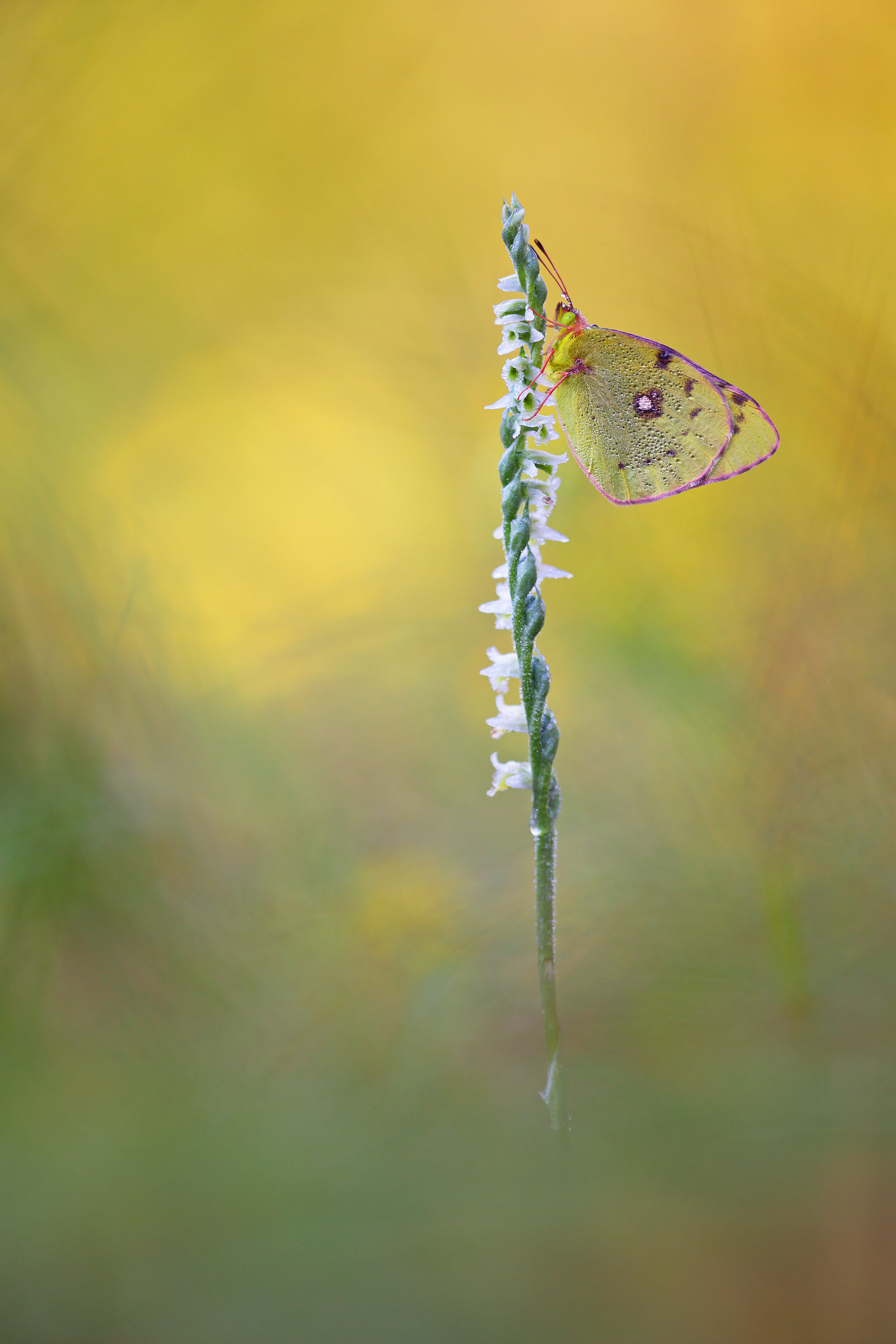 Colias crocea on Spiranthes spiralis