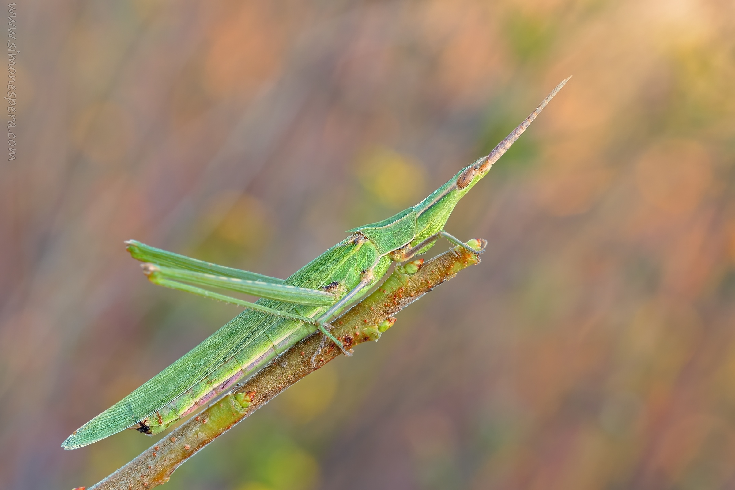 Acrida ungarica (Herbst, 1786)