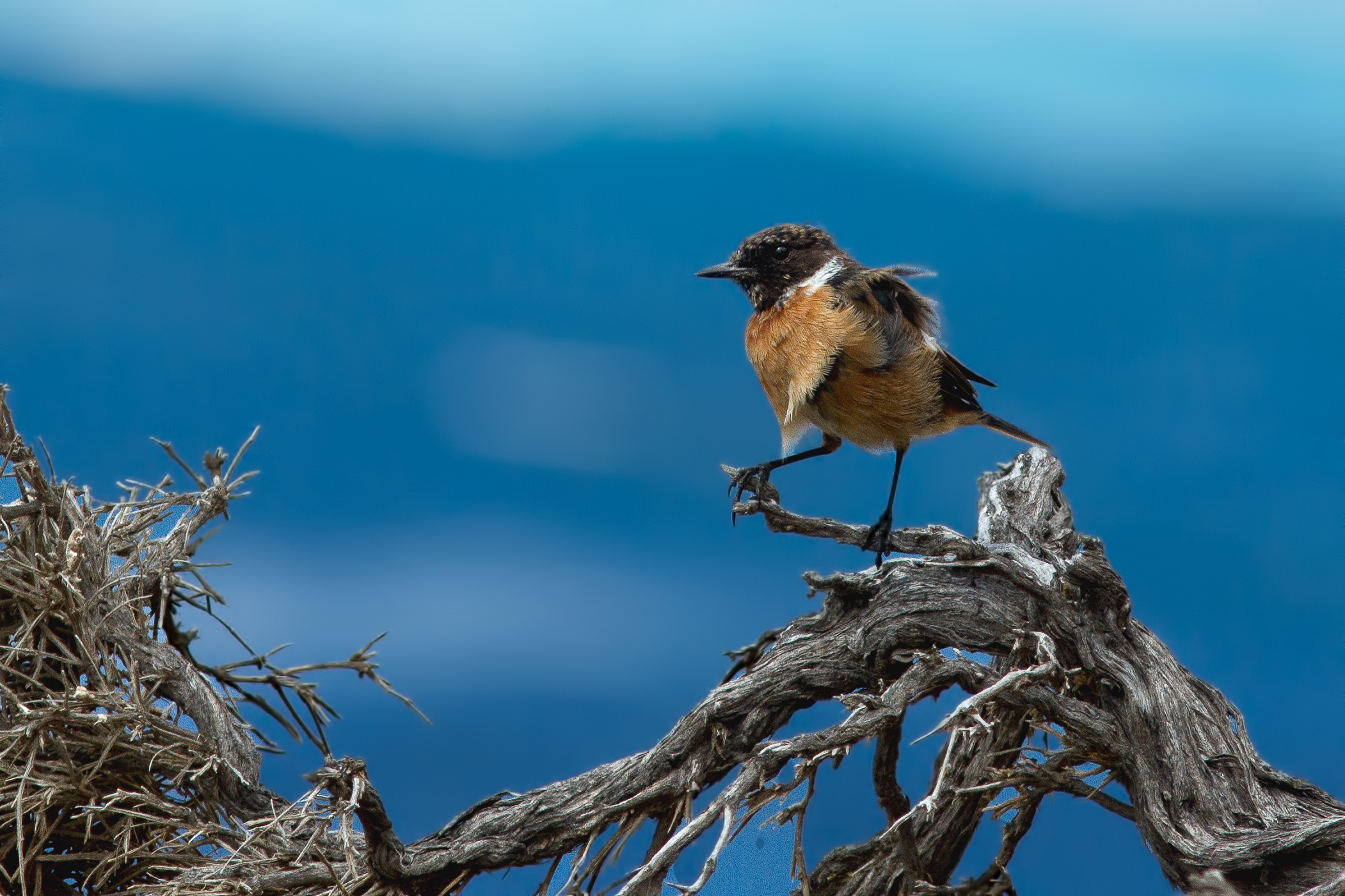 Stonechat buffeted by the mistral