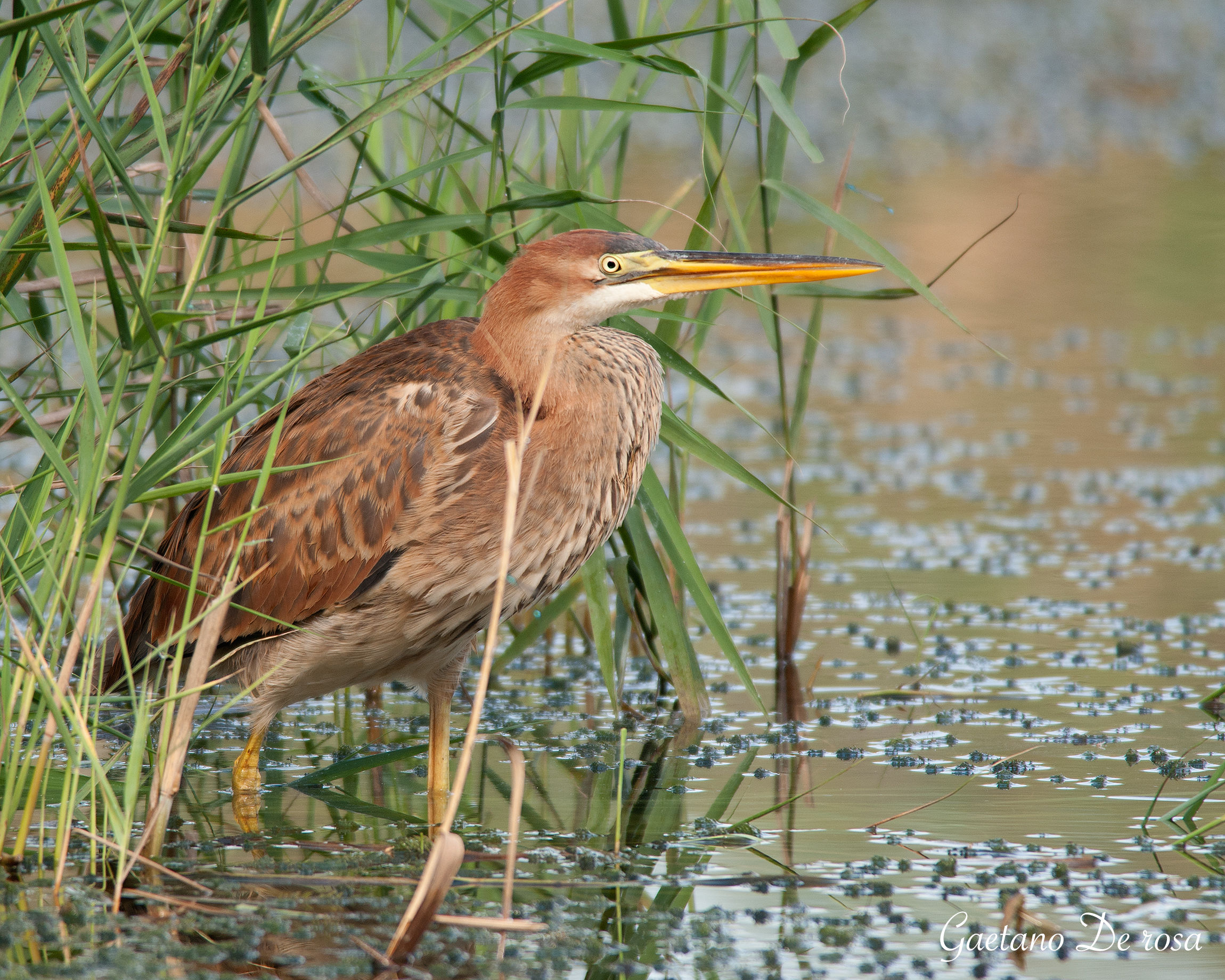 Purple Heron