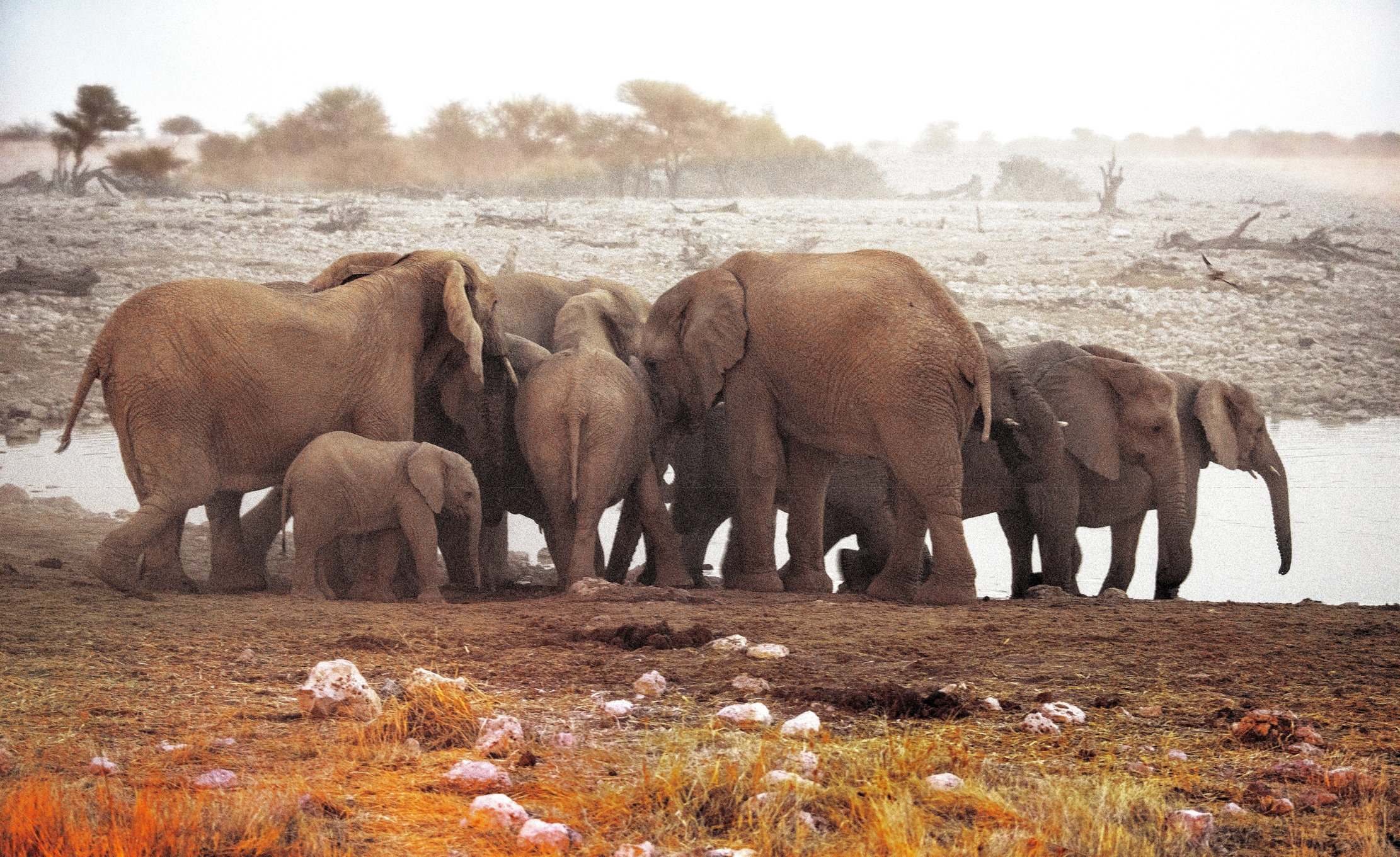 Etosha - Elefanti alla pozza a tarda sera