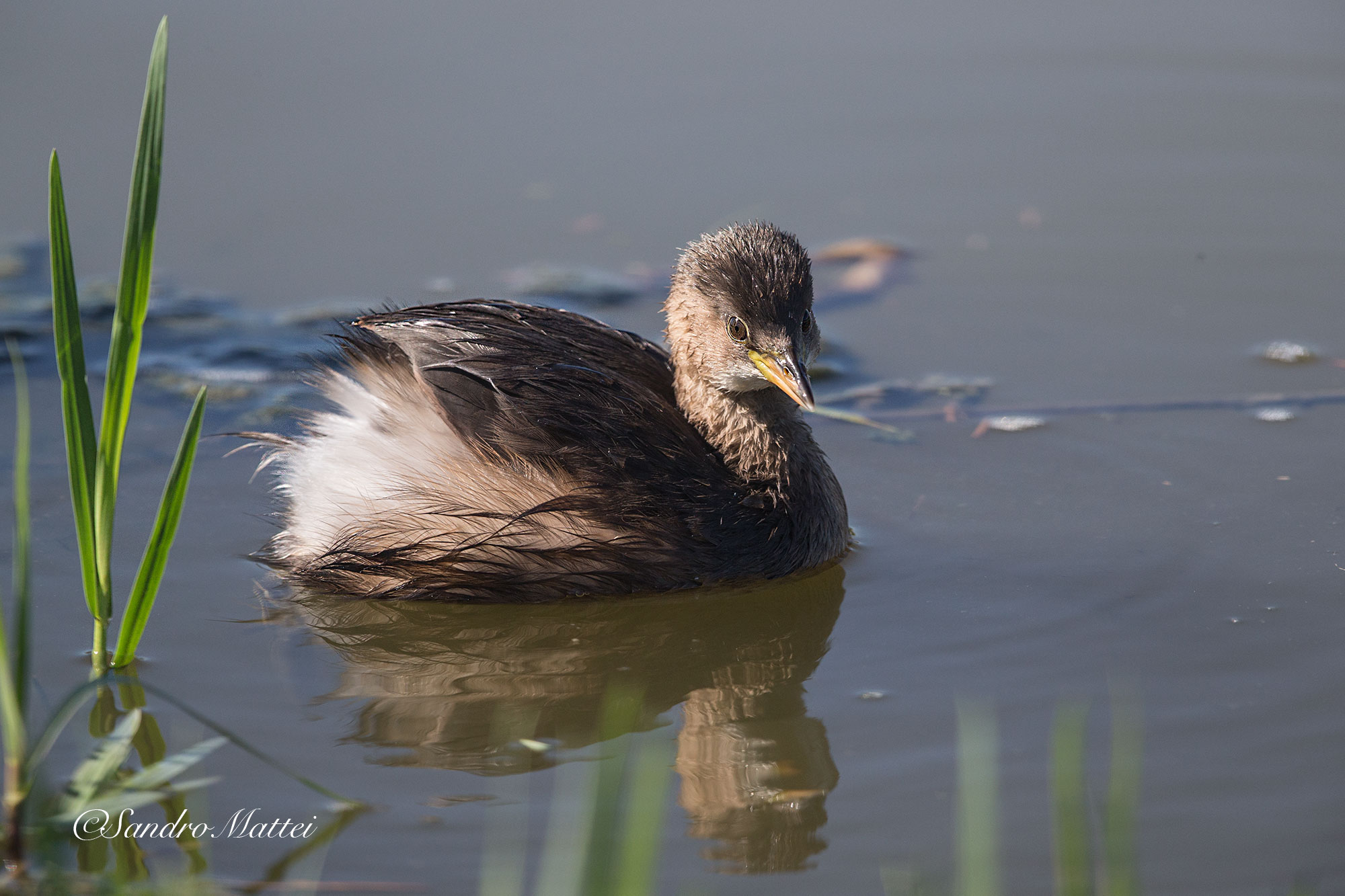 Little Grebe