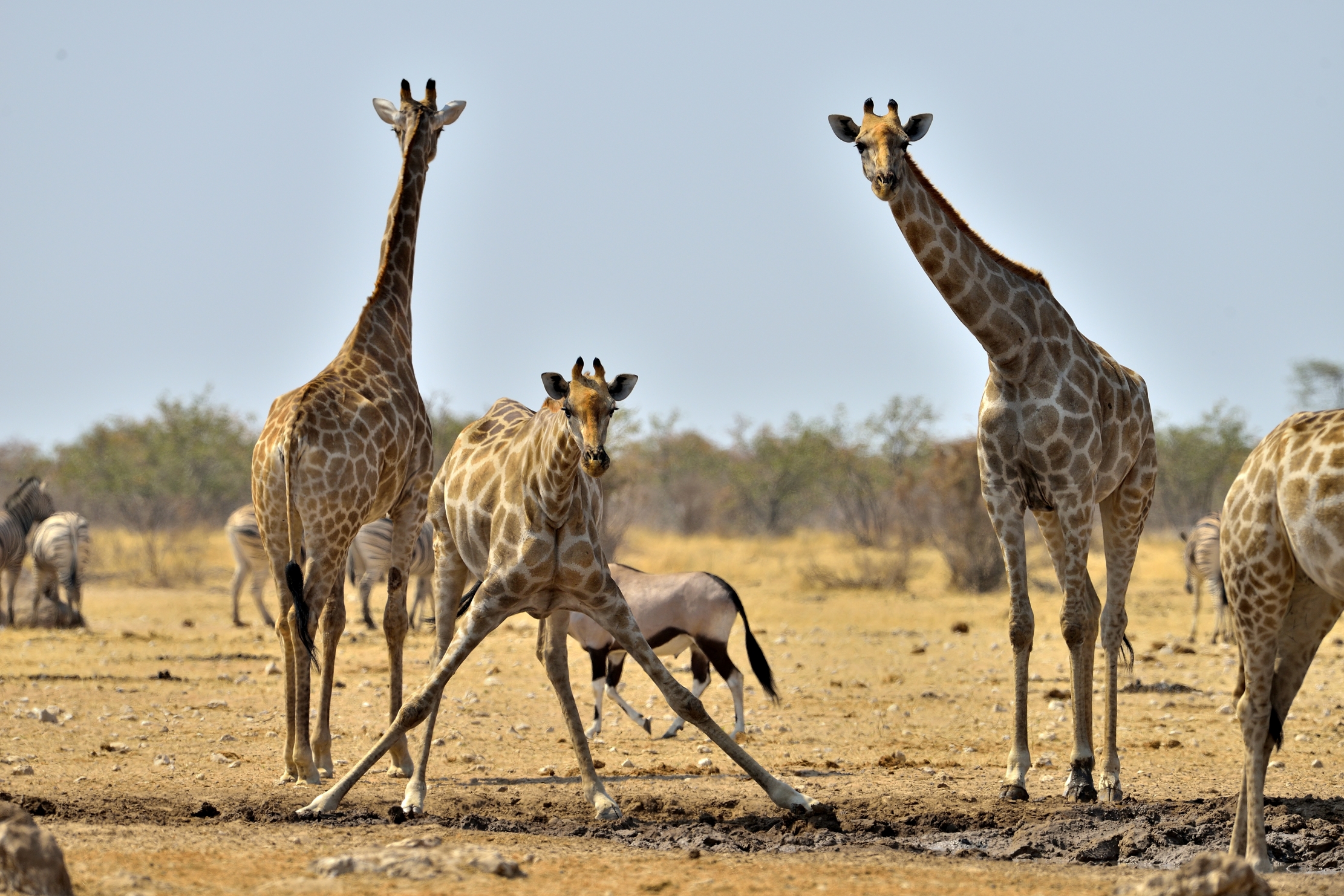 Etosha - Giraffe