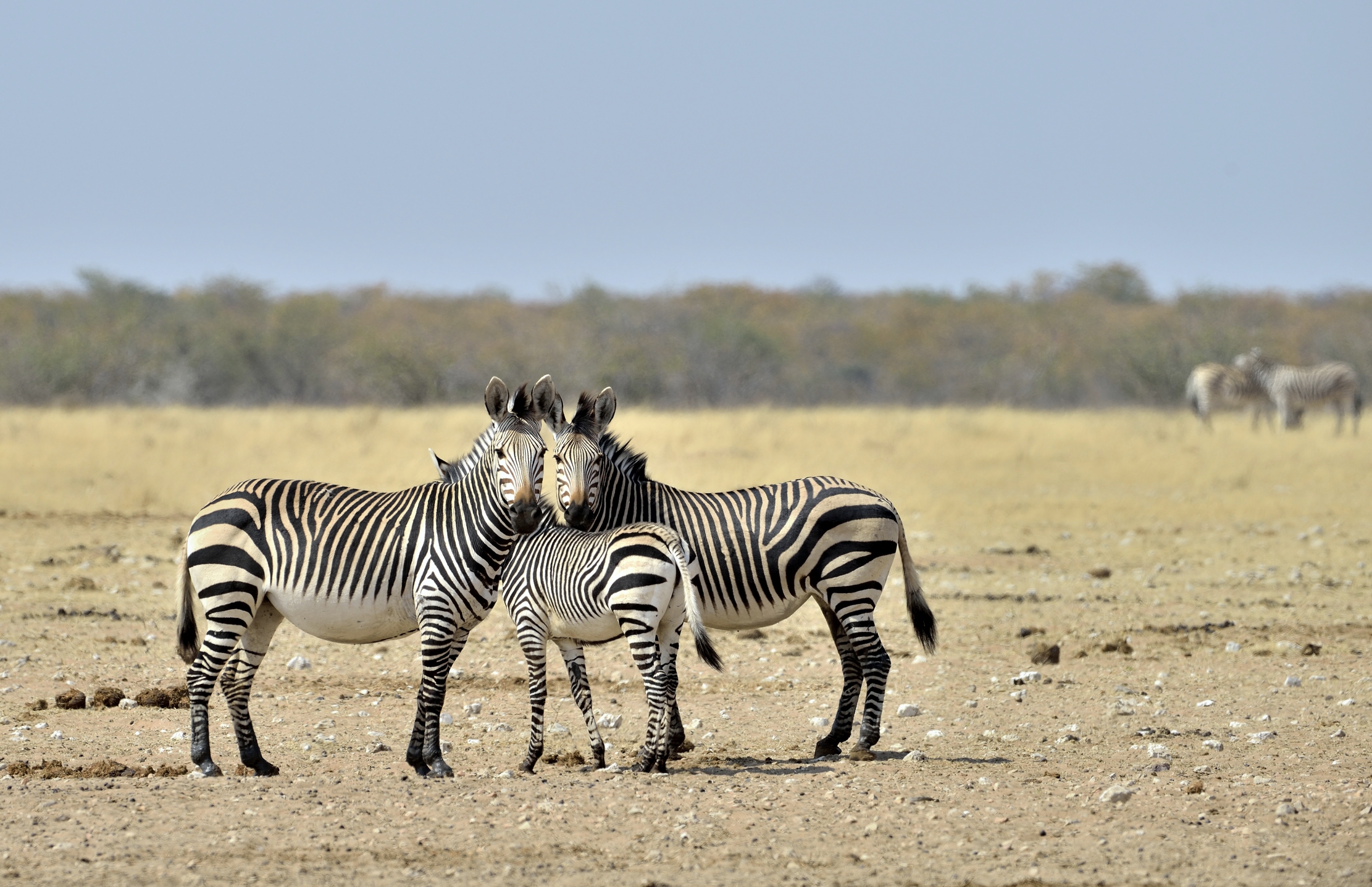 Etosha - Zebre di montagna (di Hartmann)