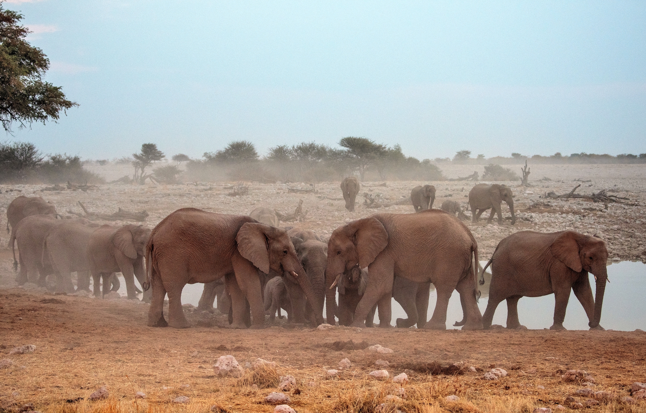 Etosha - Elefanti alla sera alla pozza