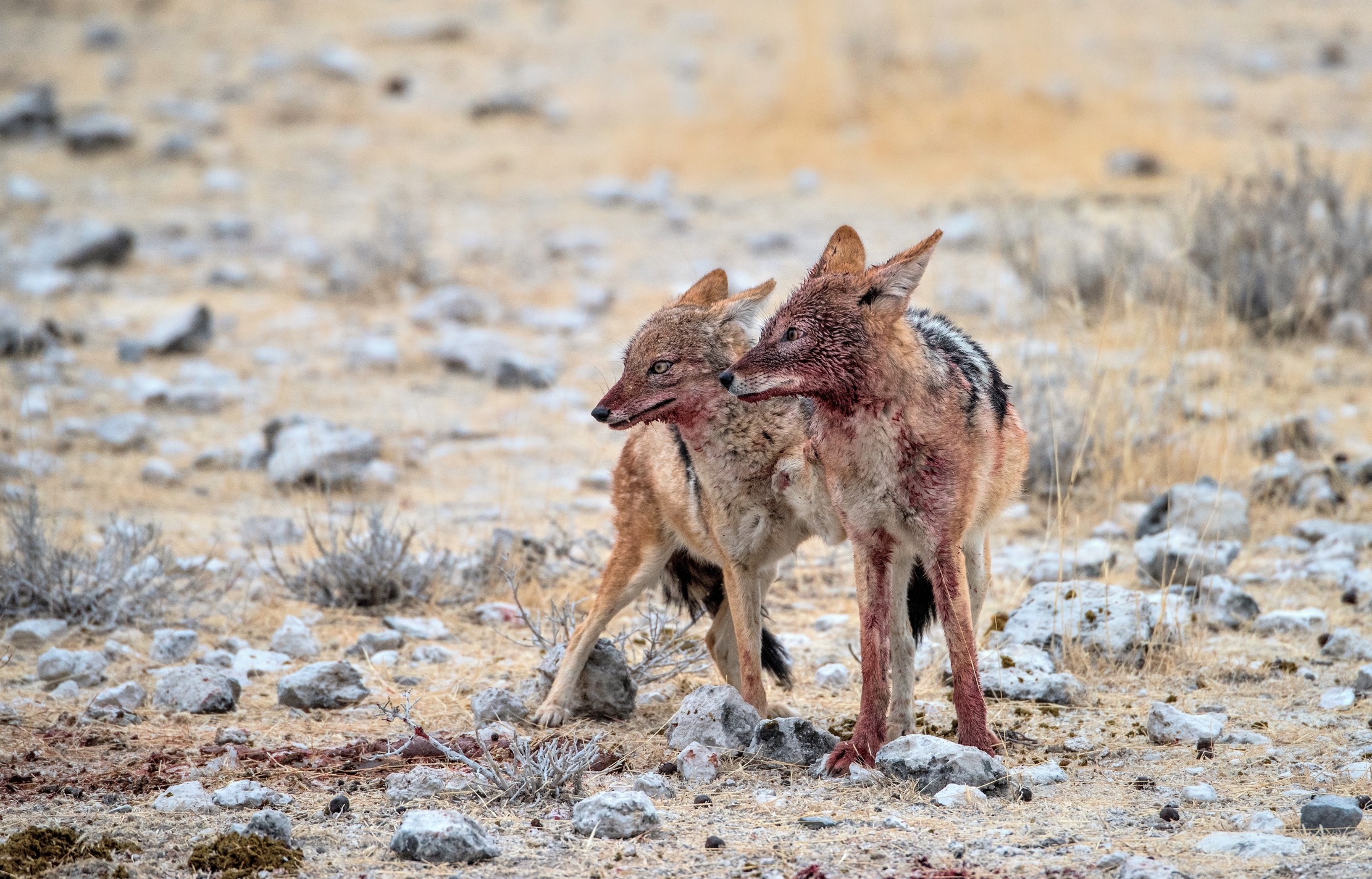Etosha- Sciacalli sporchi di sangue