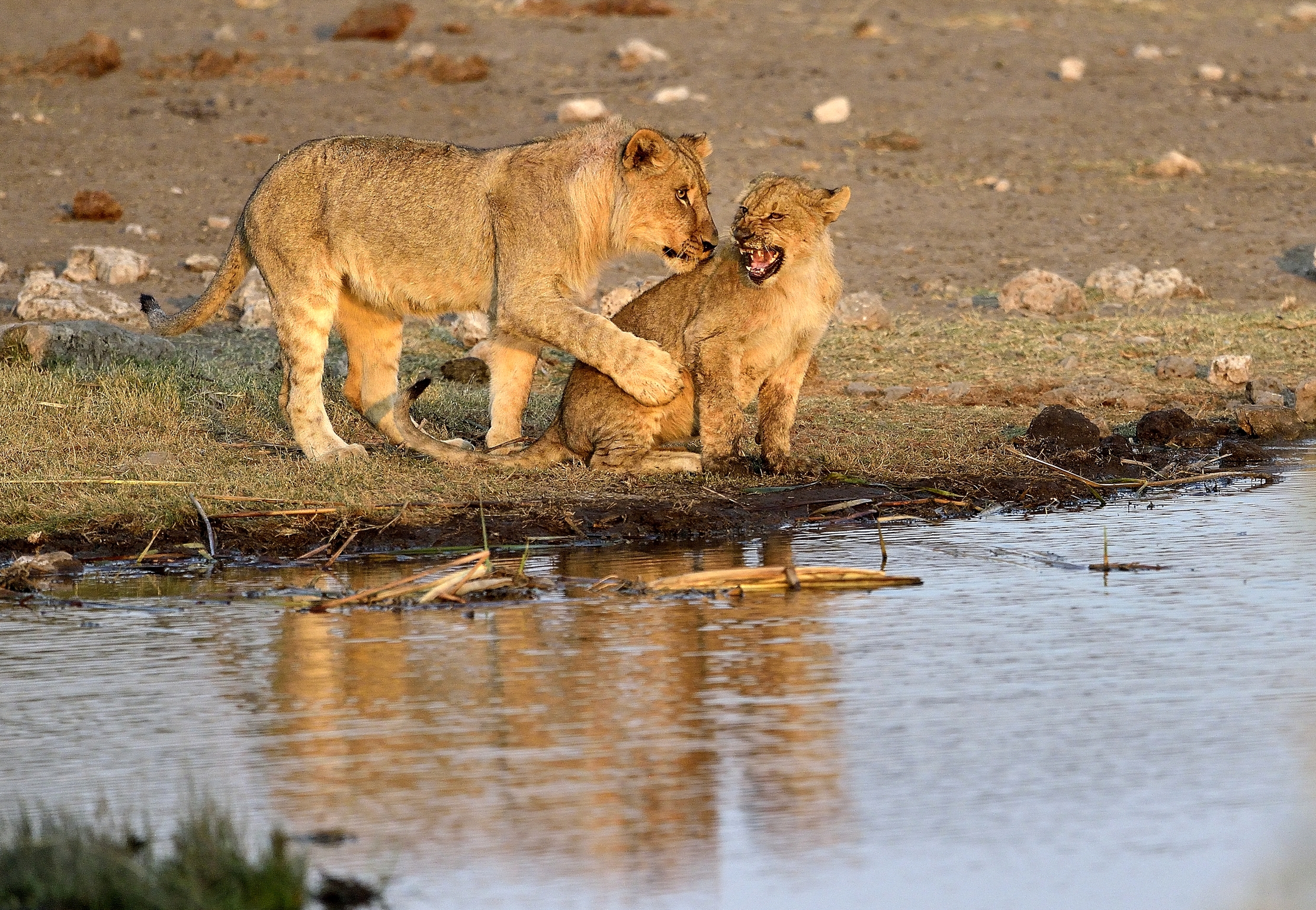 Etosha- Giovani leoni