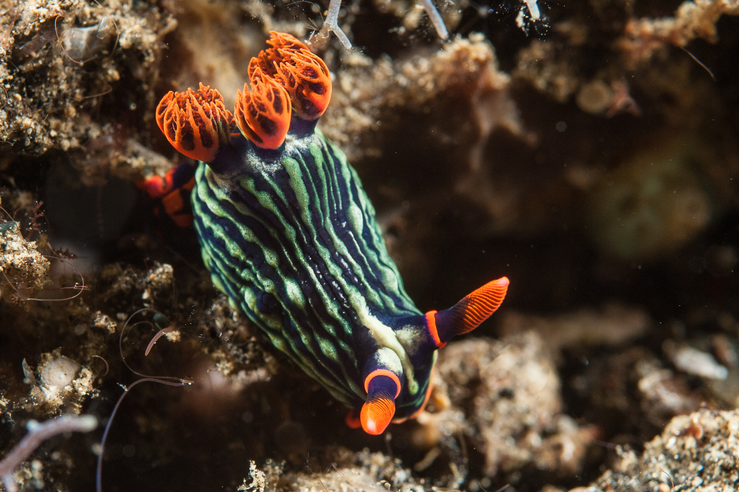 nembrotha kubariana
