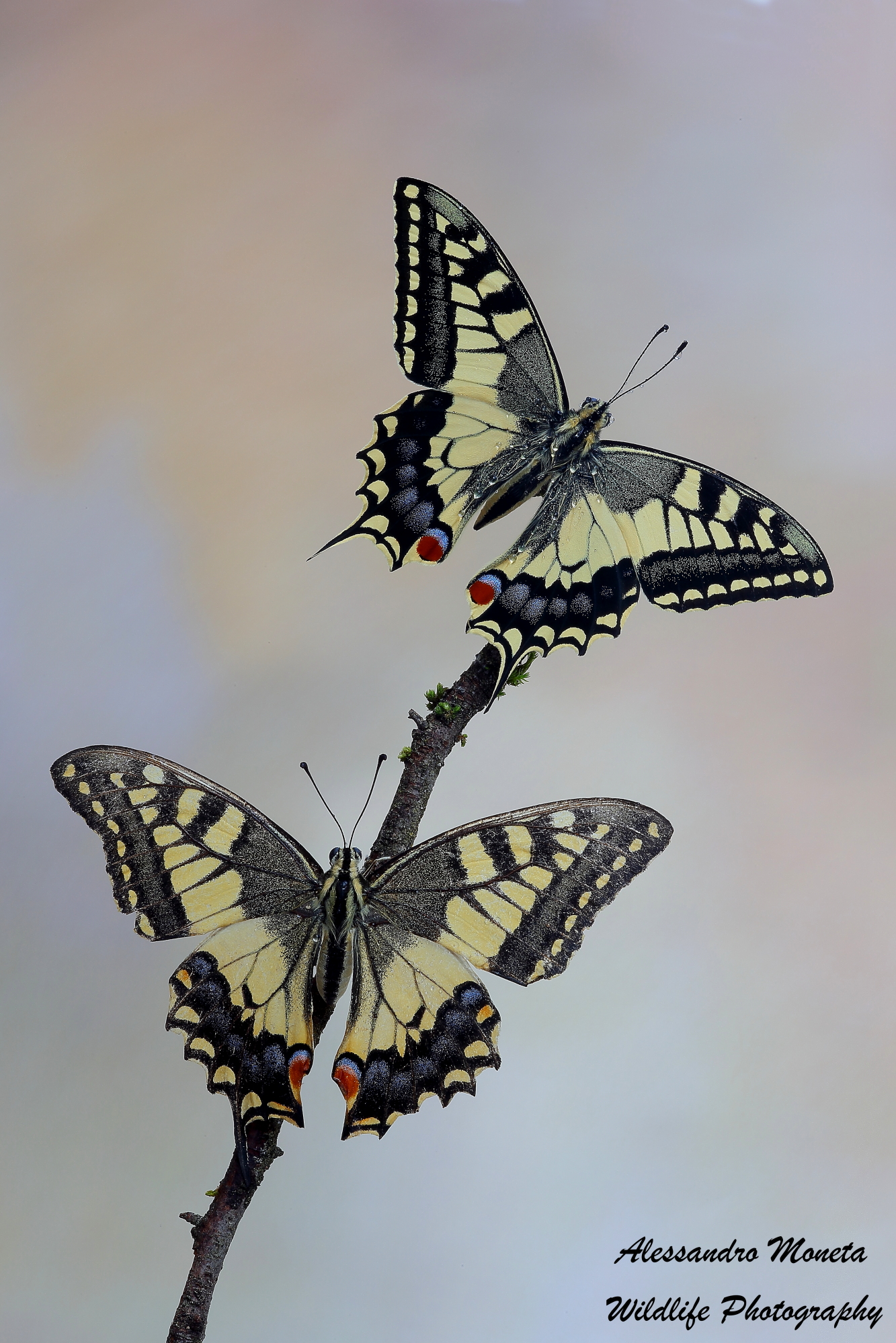 The coronation of the new King