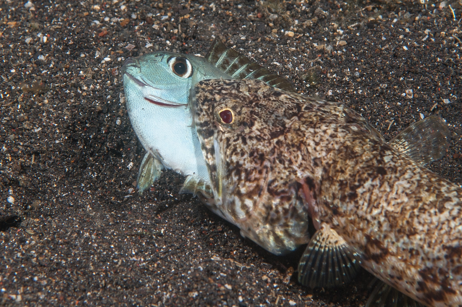 synodus dermatogenys