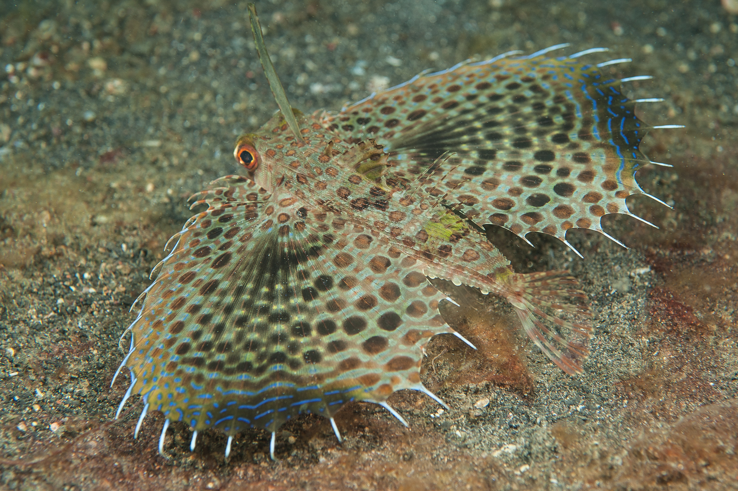 dactyloptena orientalis