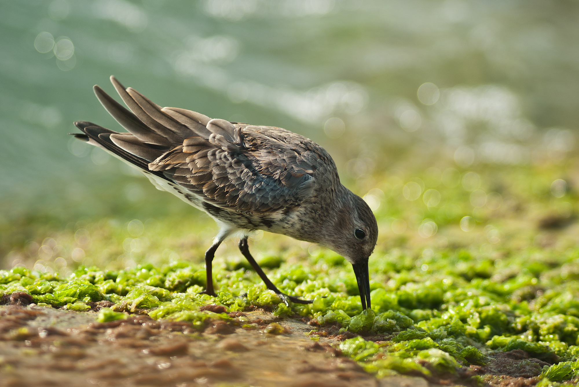 Dunlin (Calidris alpina (Linnaeus, 1758)