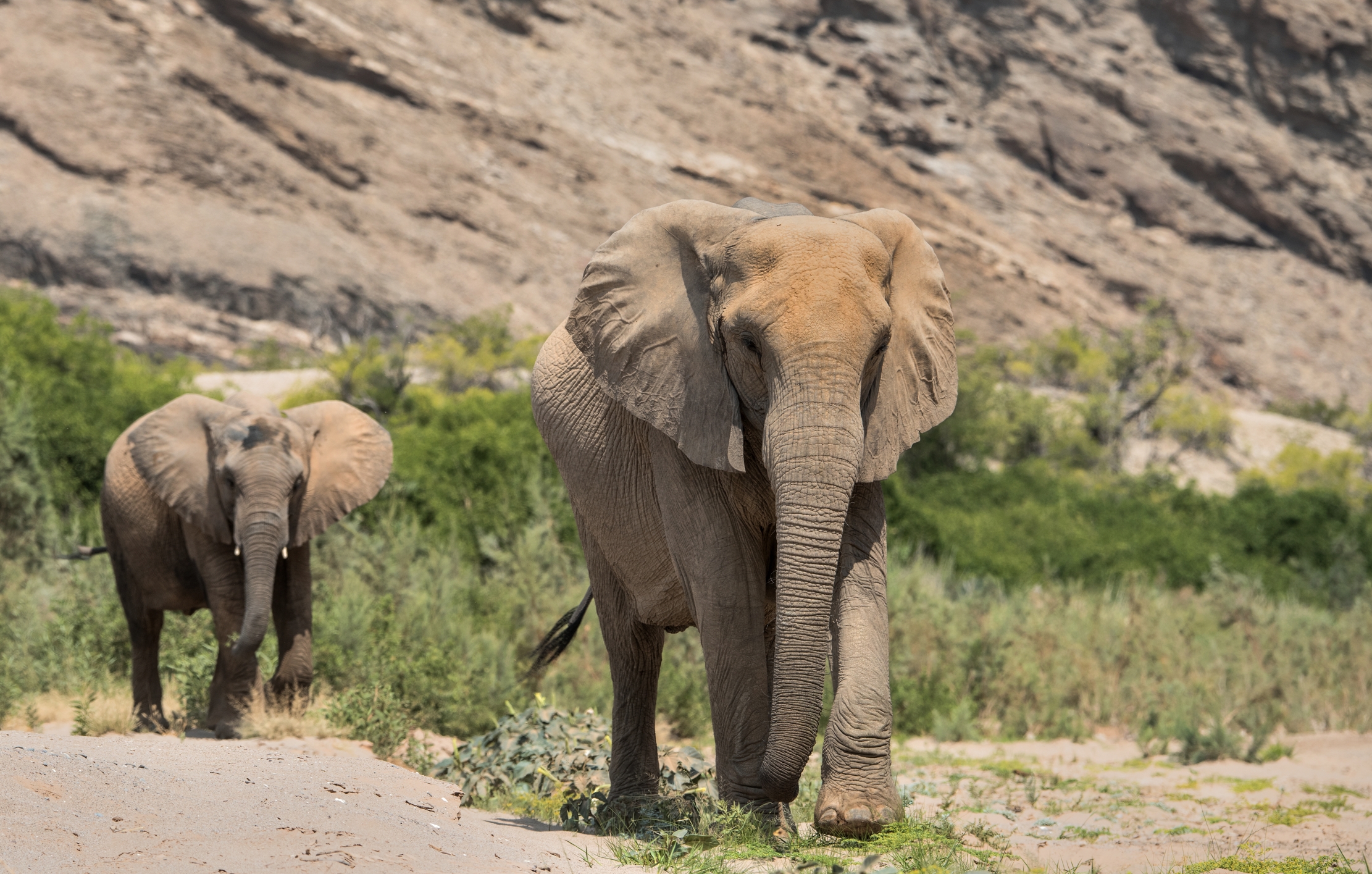 Kaokoland - Elefanti