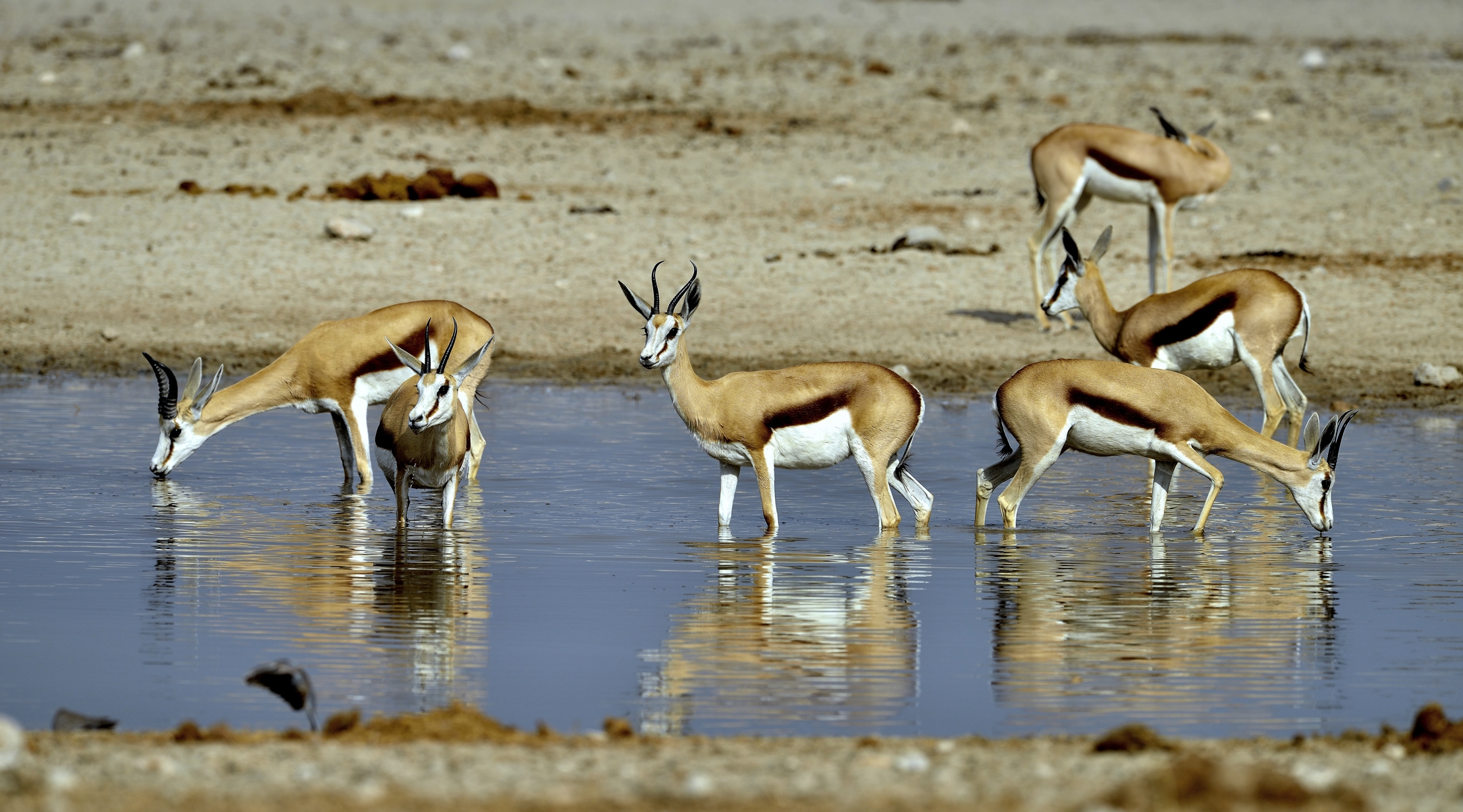 Etosha- Springbok