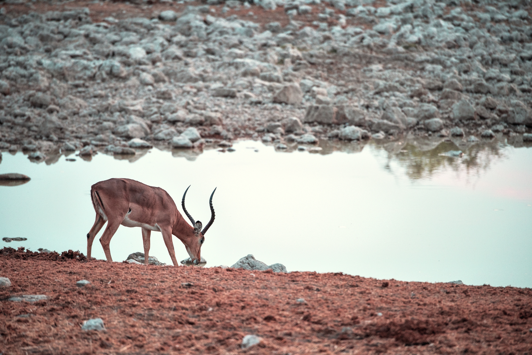 Etosha- Impala