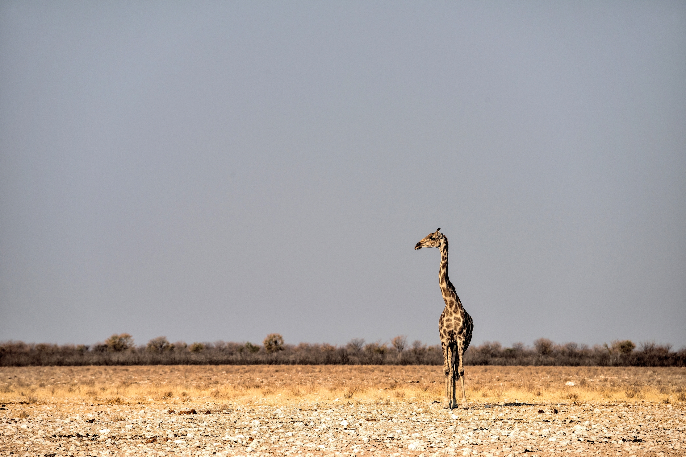 Etosha- Giraffa