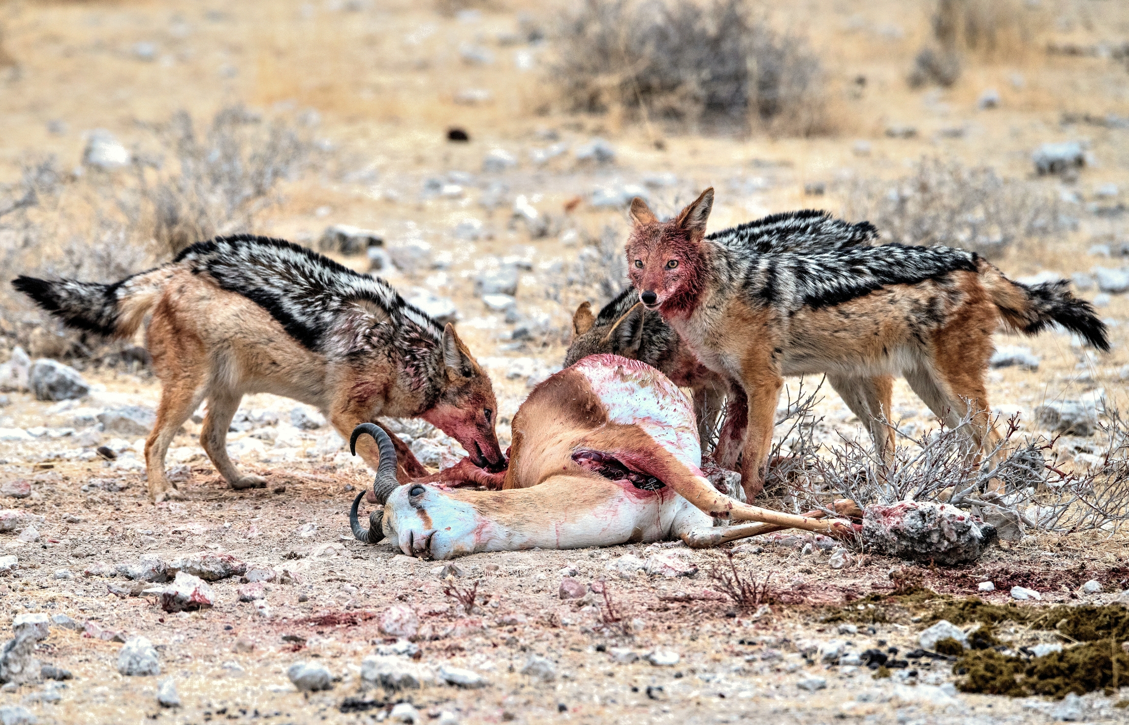 Etosha- Sciacalli con preda