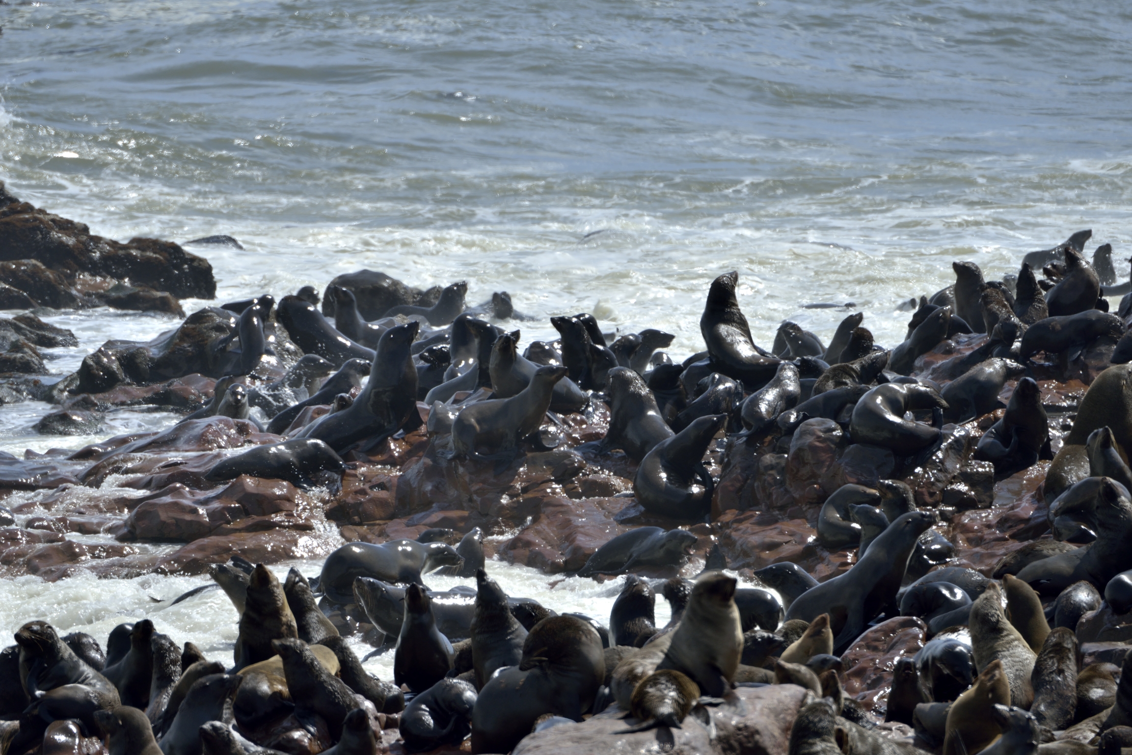 Skeleton Coast - Otarie