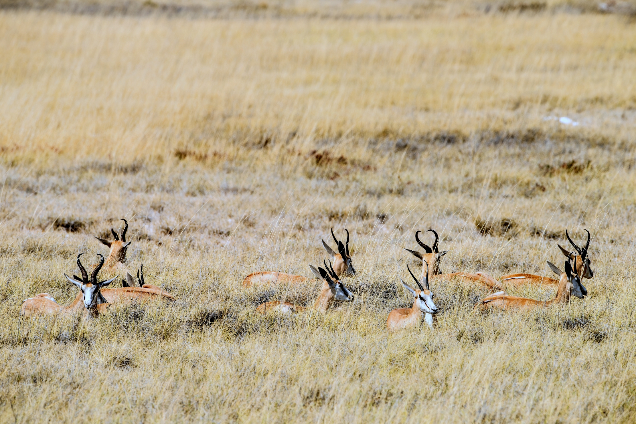 Etosha - Springbok