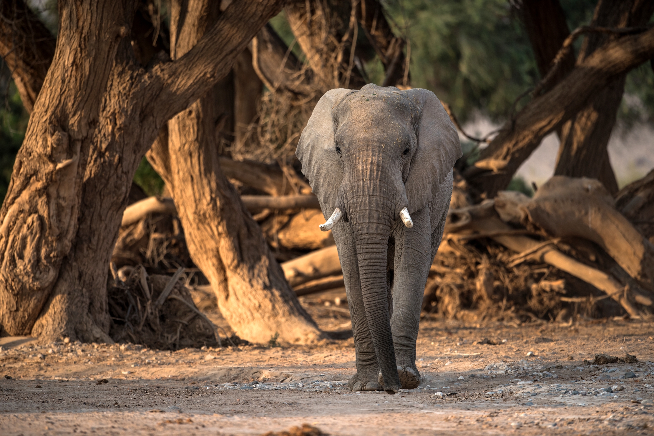 Deserto del Kaokoland - Elefante