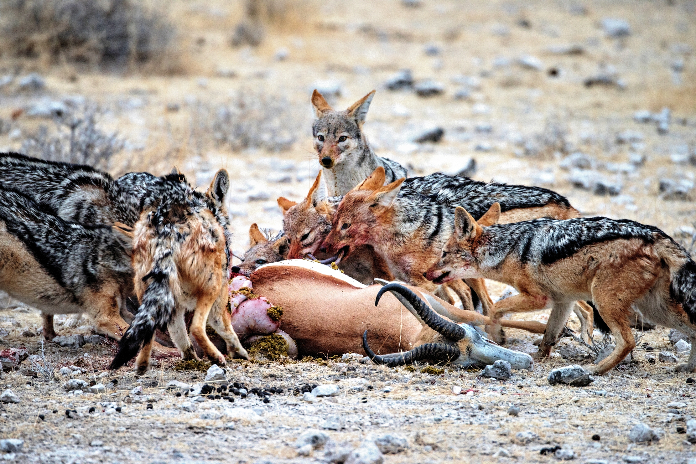 Etosha - Sciacalli con preda