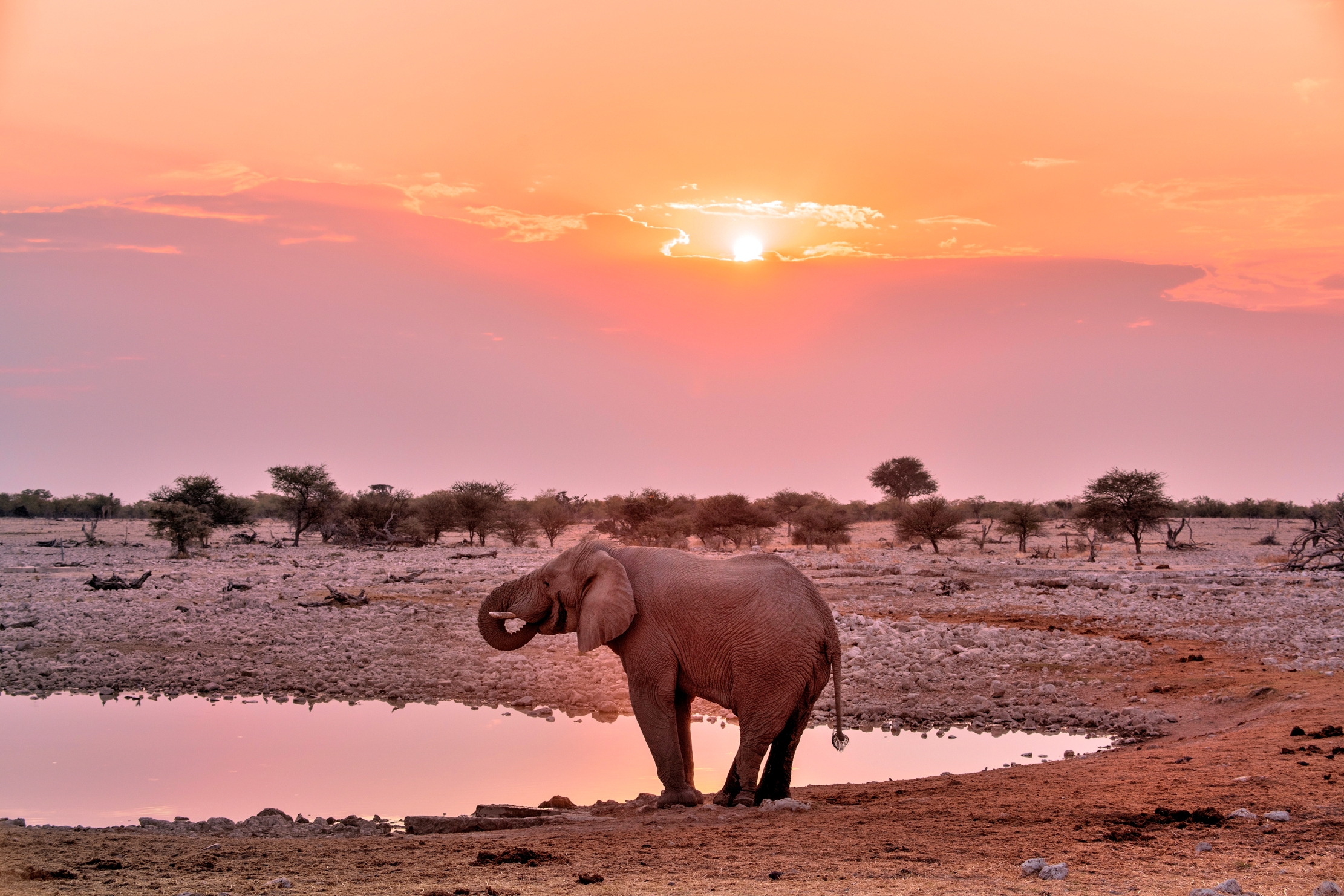 Etosha - Elefante alla pozza