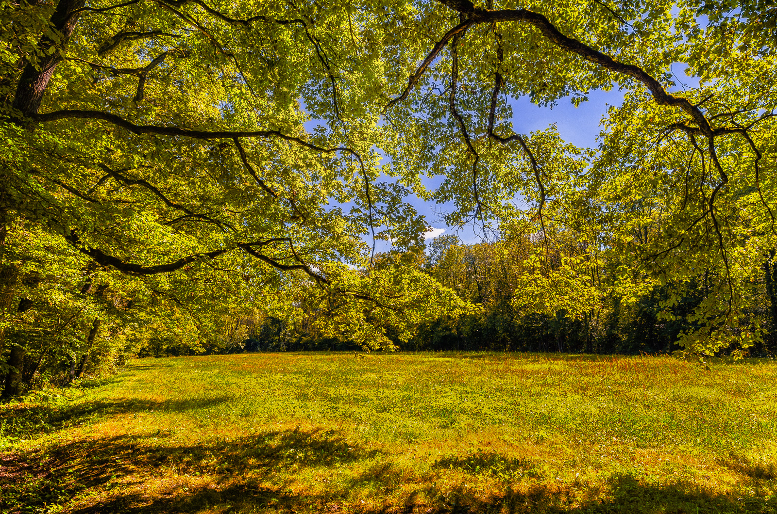 A walk in the forest