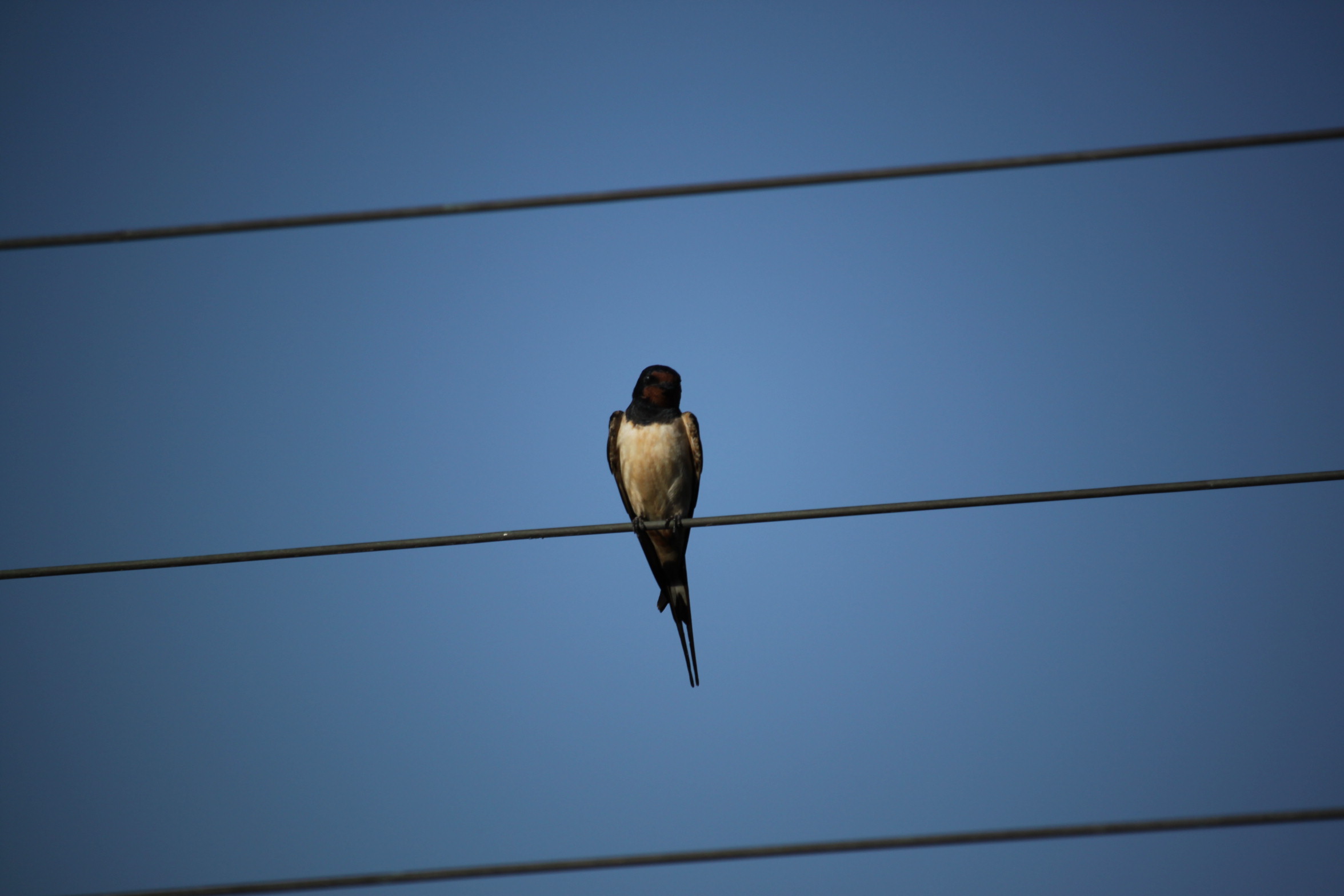 Rondine from the balcony