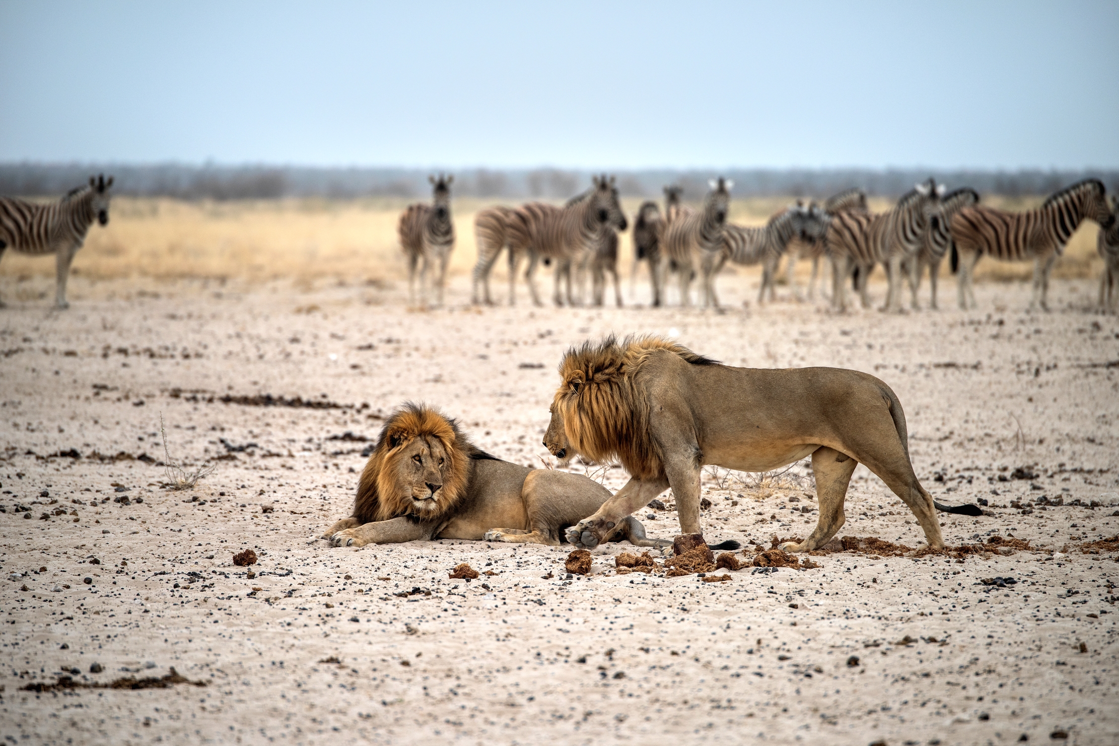 Etosha - Leoni