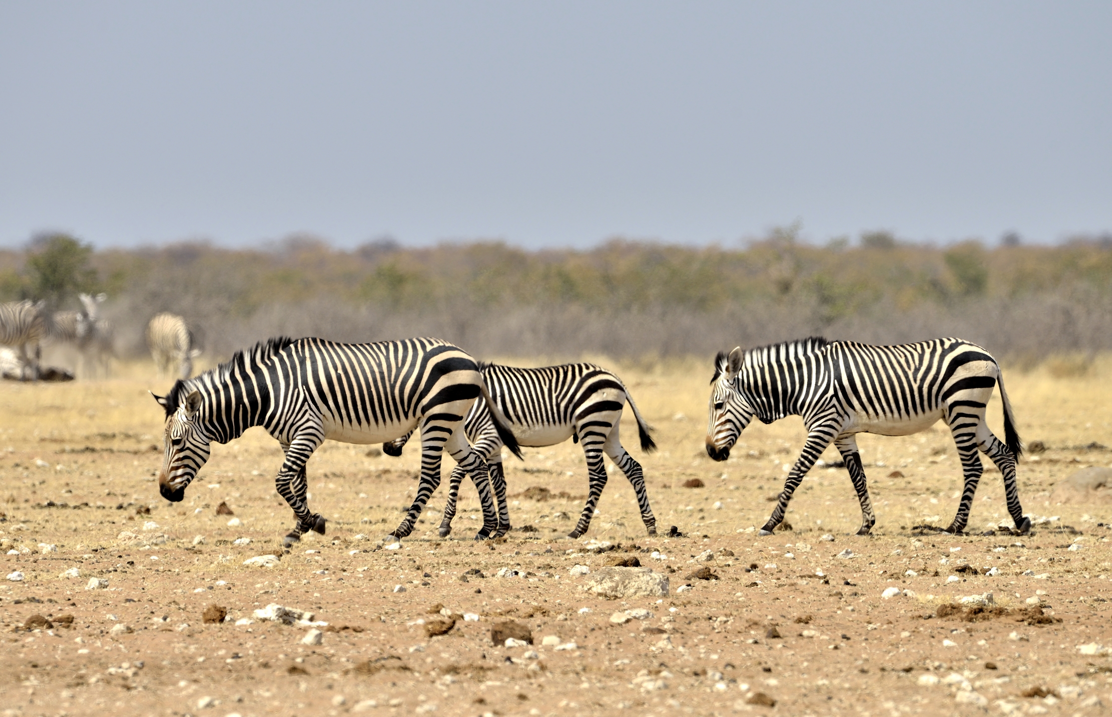 Etosha - Zebre di montagna (di Hartmann)
