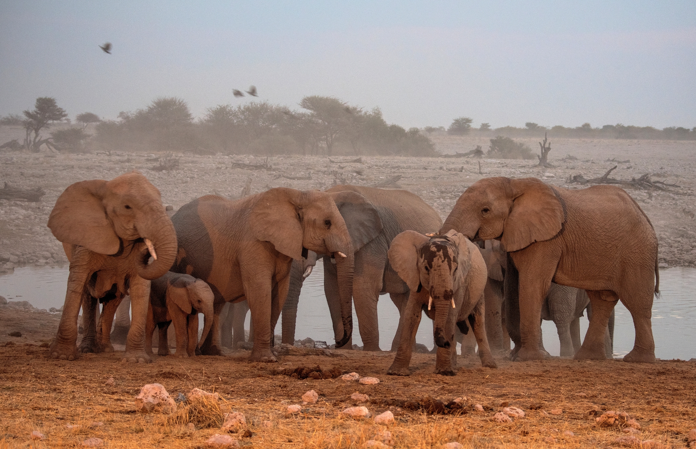 Etosha - Elefanti alla pozza di sera