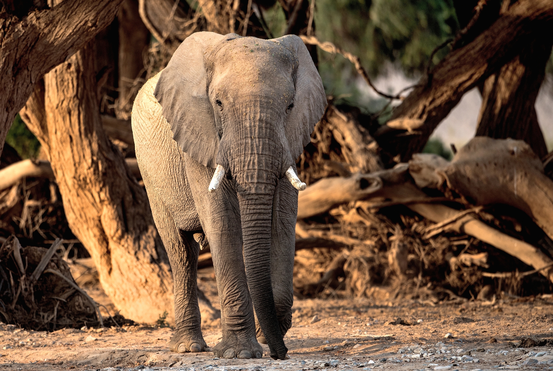 Kaokoland - Elefante