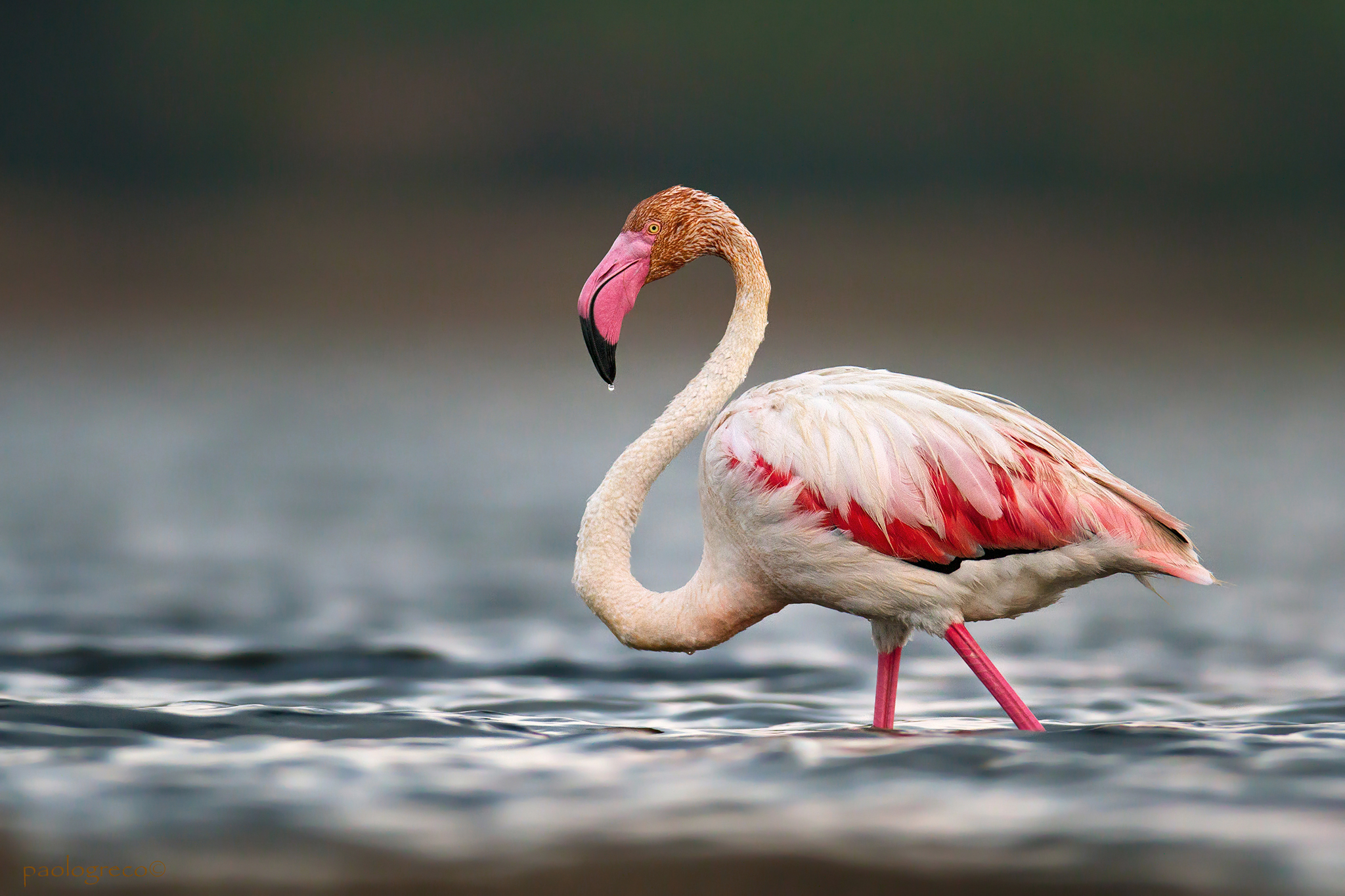 flamingo