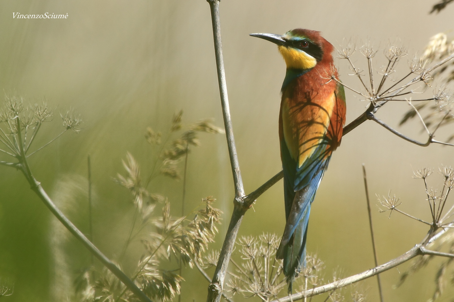 Bee-Eater