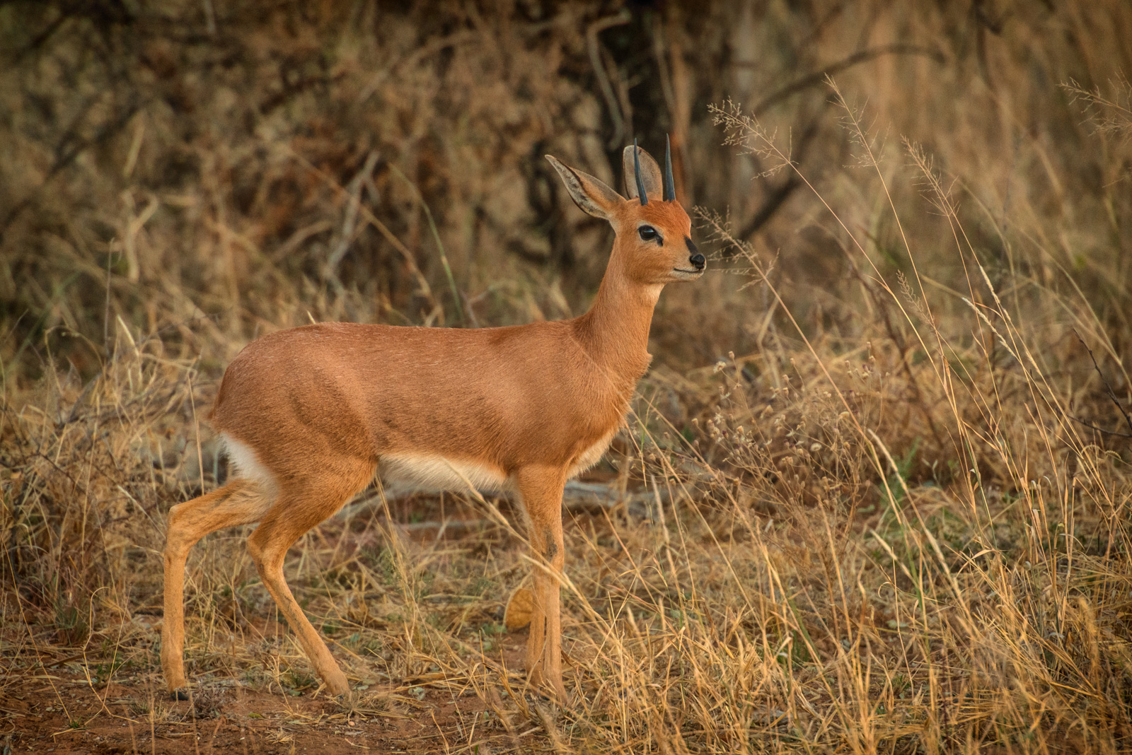 Steenbok male