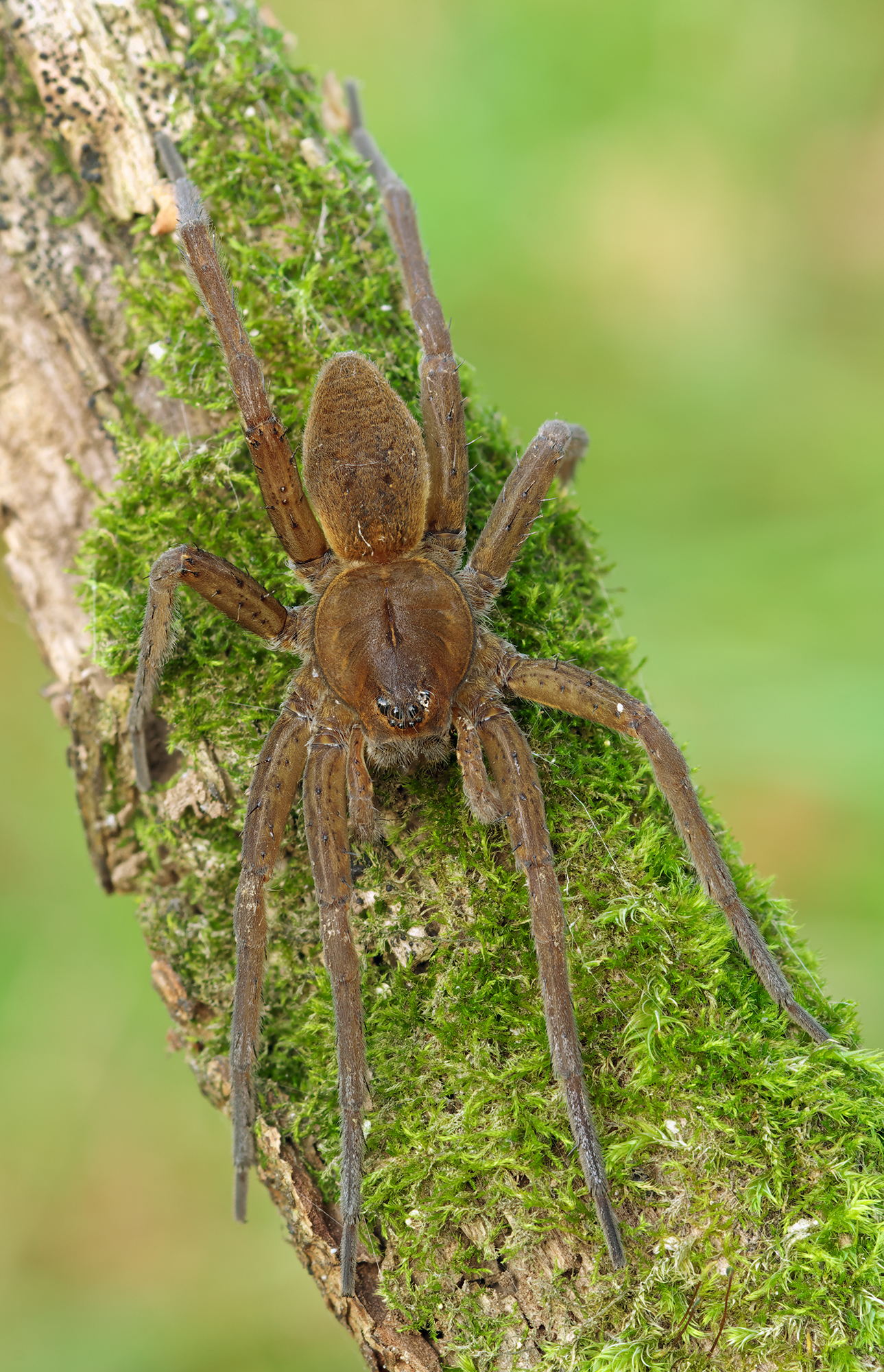 Dolomedes