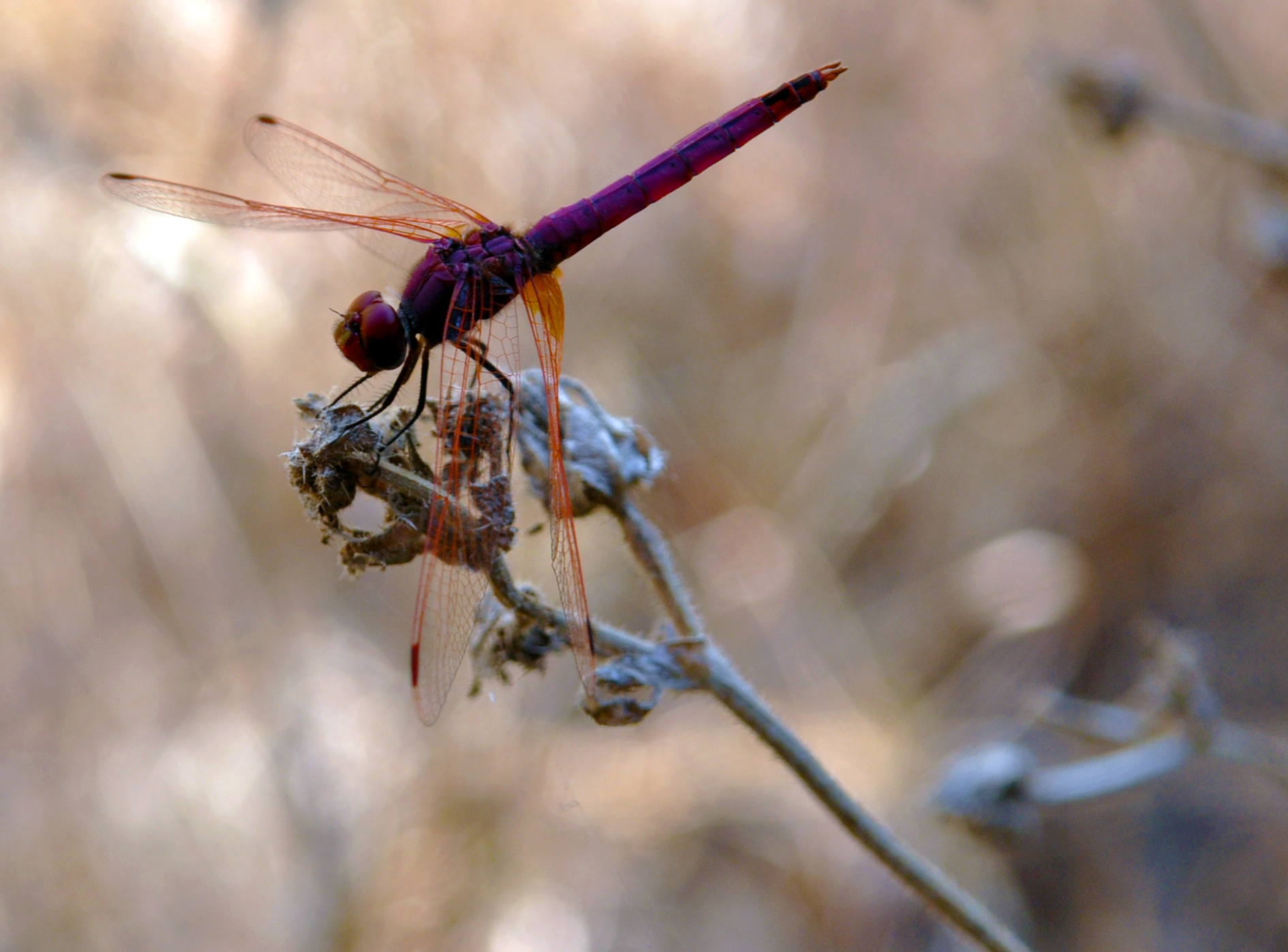 dragonfly in the fields