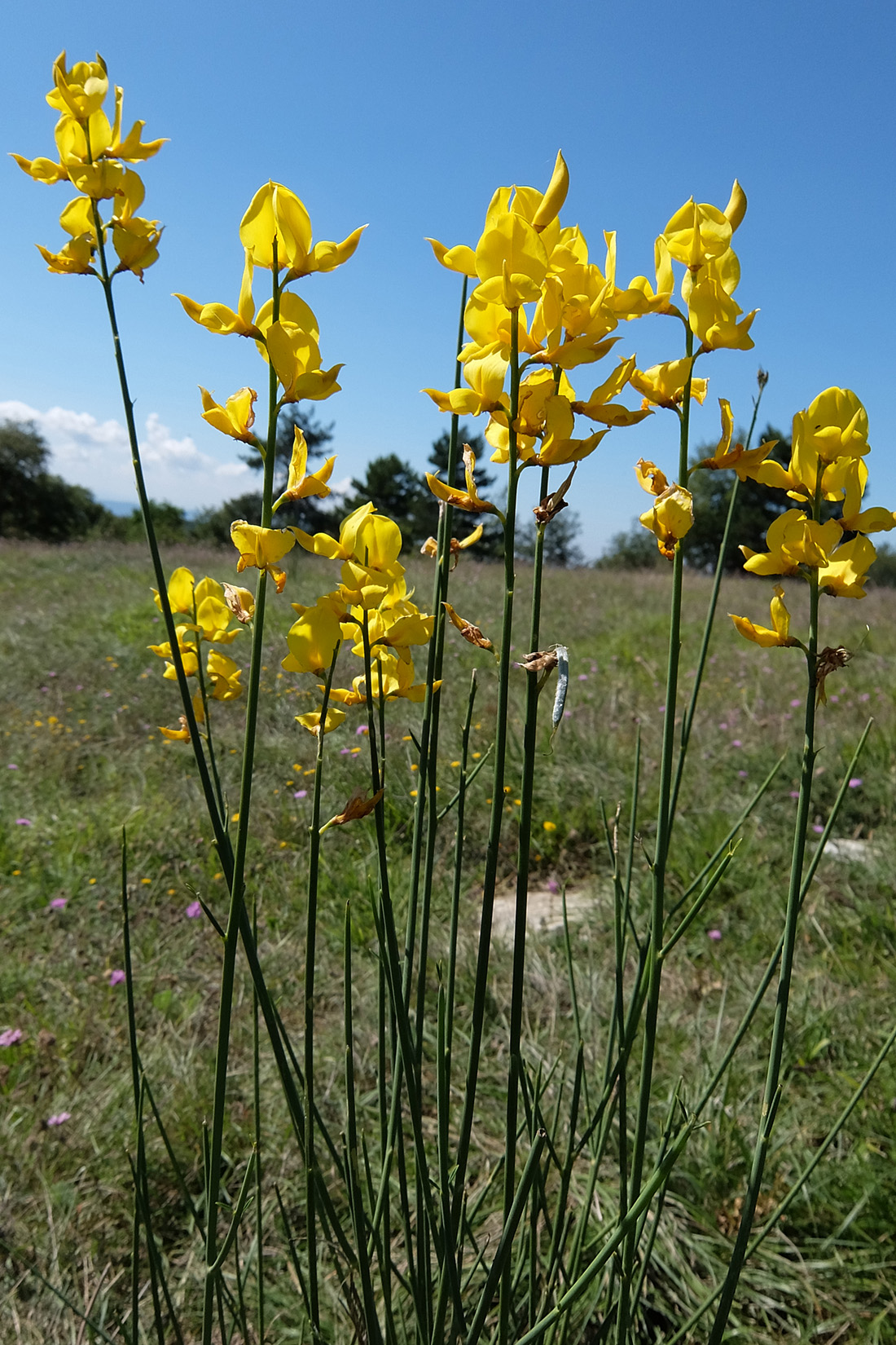 ginestra settembrina