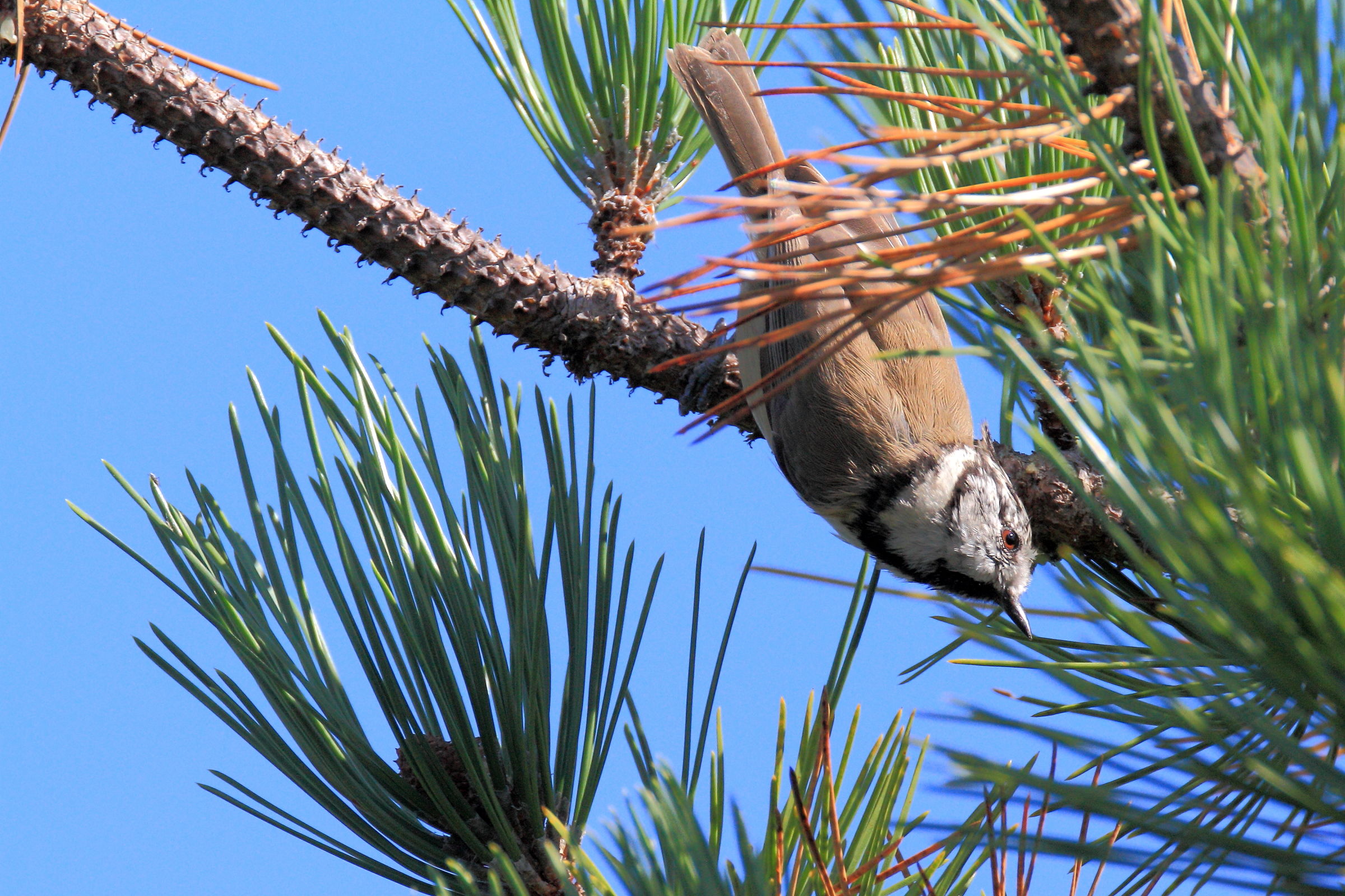 Crested tit