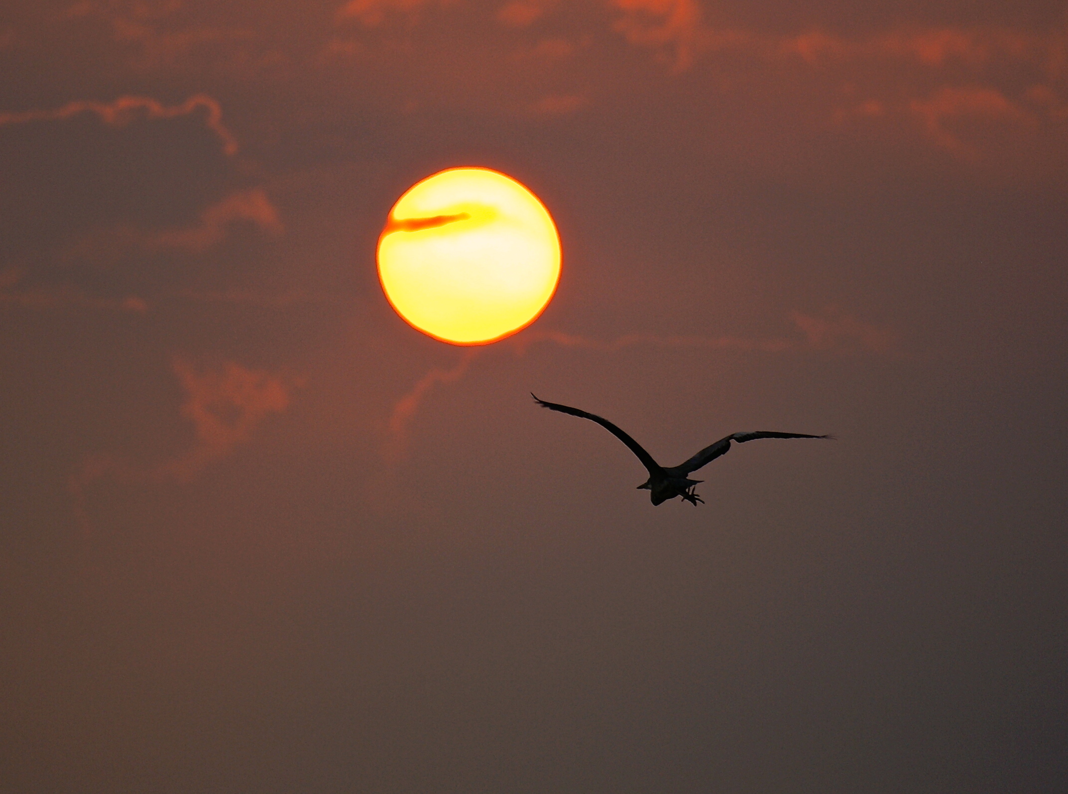 Flying into the sunset (of 'Heron)